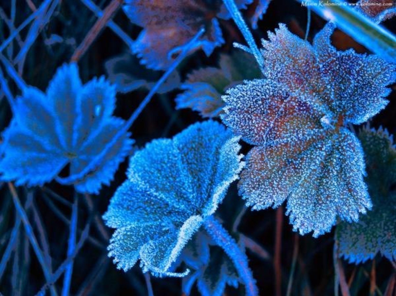 Поменяйся синим. Синий иней. Морозные цветы. Голубой иней. Ледяные цветы.