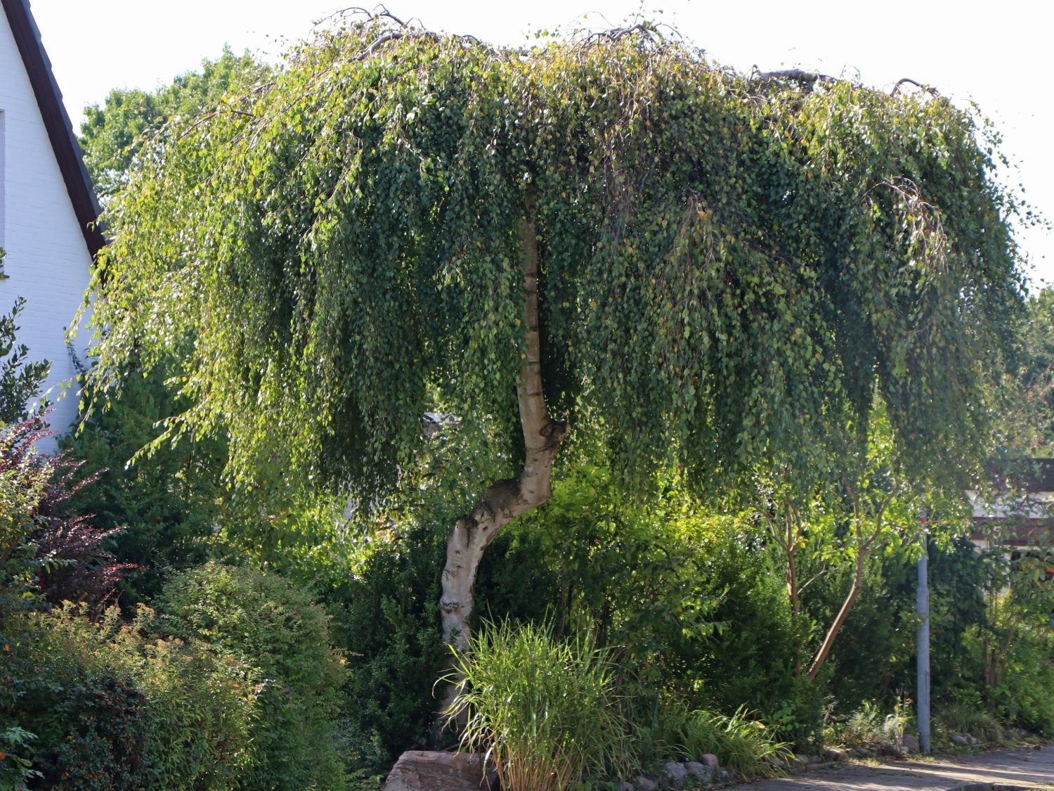 Ива кудрявая в ландшафтном дизайне. Береза повислая Betula pendula “Youngii”. Береза повислая Лонг транк. Береза повислая Юнги Betula pendula Youngii. Береза повислая Юнги.