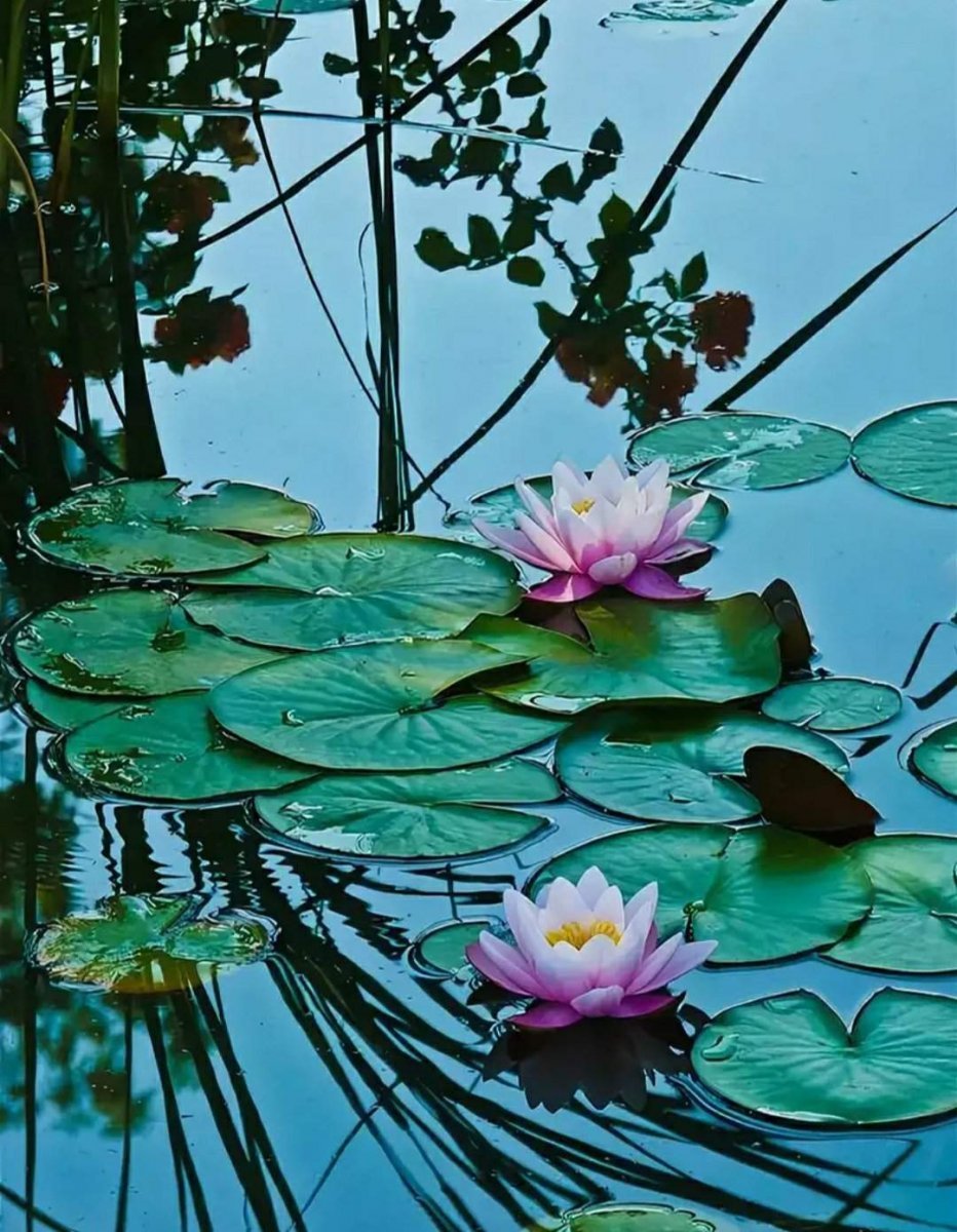 Цветы кувшинки фото на воде