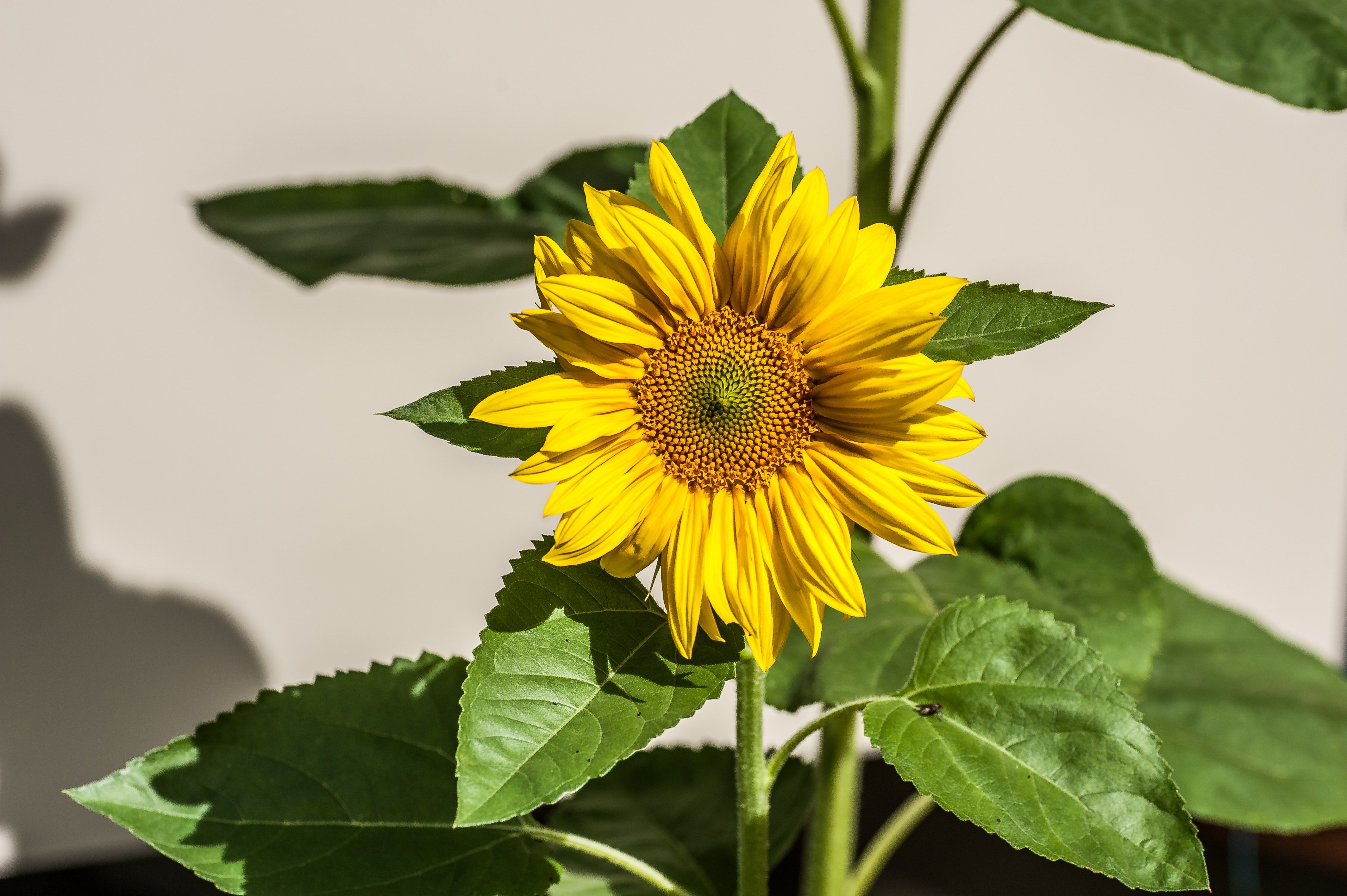 Подсолнух грей. Подсолнечник реснитчатый. Helianthus ciliaris DC.. Чашелистик подсолнуха. Подсолнечник однолетний стебель.