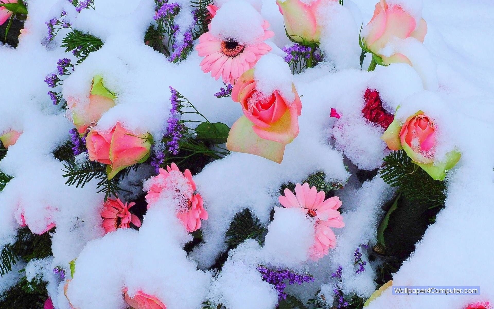 Бесплатные фото на тему розы на снегу