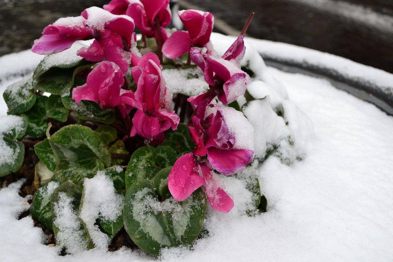 Цветок зима красивая. Зимние цветы. Цветы в снегу. Цветы зимой. Цветы на природе зимние.