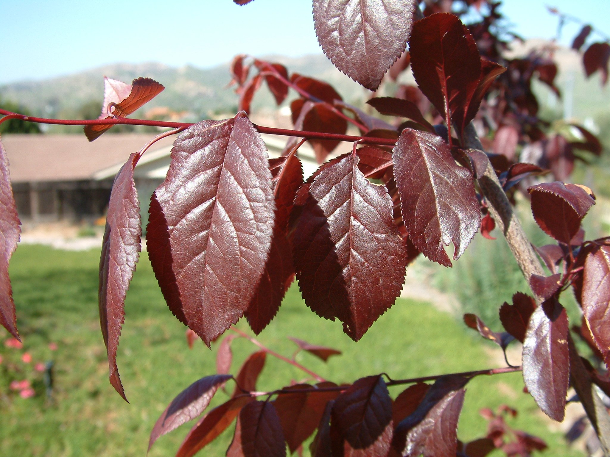 Выросли листья. Prunus cerasifera Ehrh.. Алыча Prunus cerasifera. Prunus cerasifera листья. Листья слива краснолистная Писсарди.