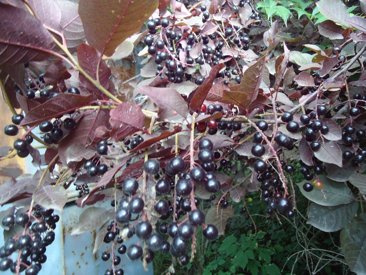 Краснолистная черемуха фото и описание. Черемуха виргинская (Padus virginiana). Черемуха краснолистная Сибирская красавица. Черемуха краснолистая " Сибирская красавица". Черемуха виргинская краснолистная.