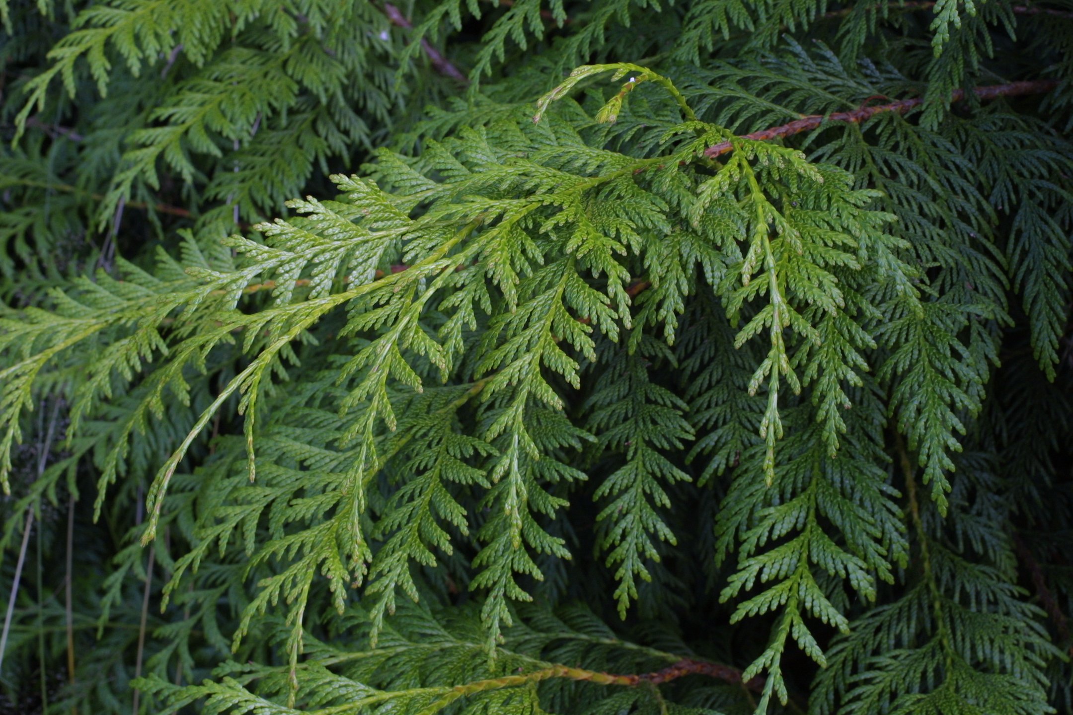 Д у ю б о л. Thuja plicata Atrovirens. Туя сычуаньская. Thuja sutchuenensis. Туя складчатая видовая.