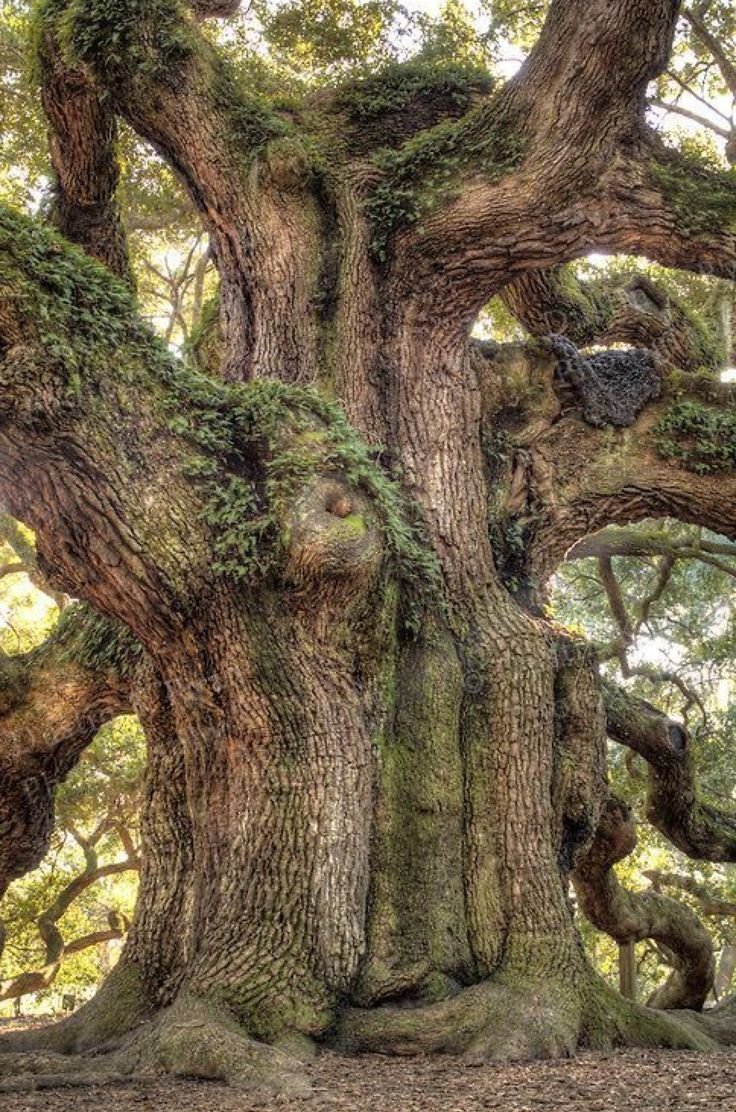 Дерево Европы - Стелмужский дуб