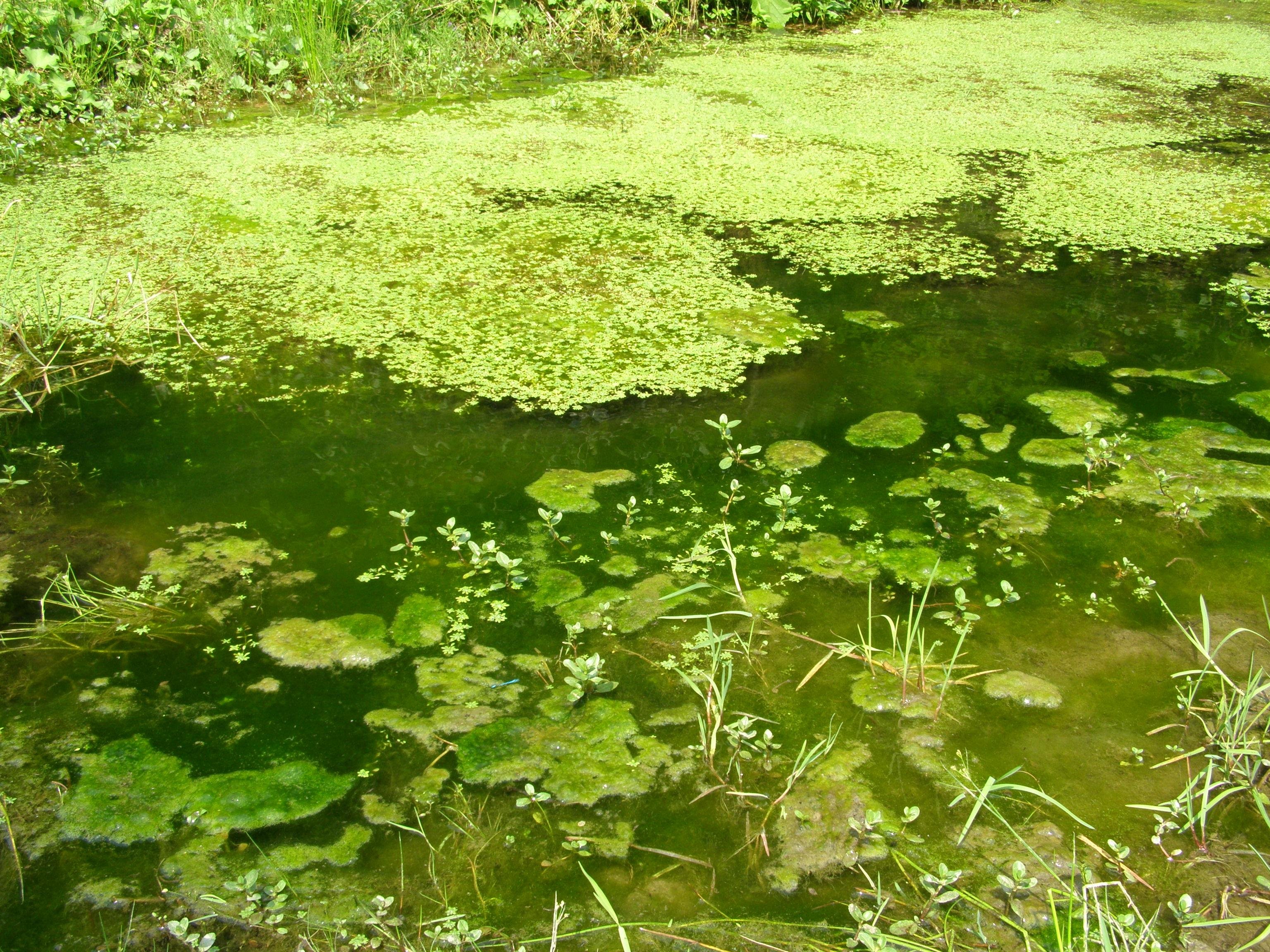 Мягкое болото. Сфагновые мхи болото. Болотный мох сфагнум. Сфагновый мох на болоте. Сфагнум сплавина.