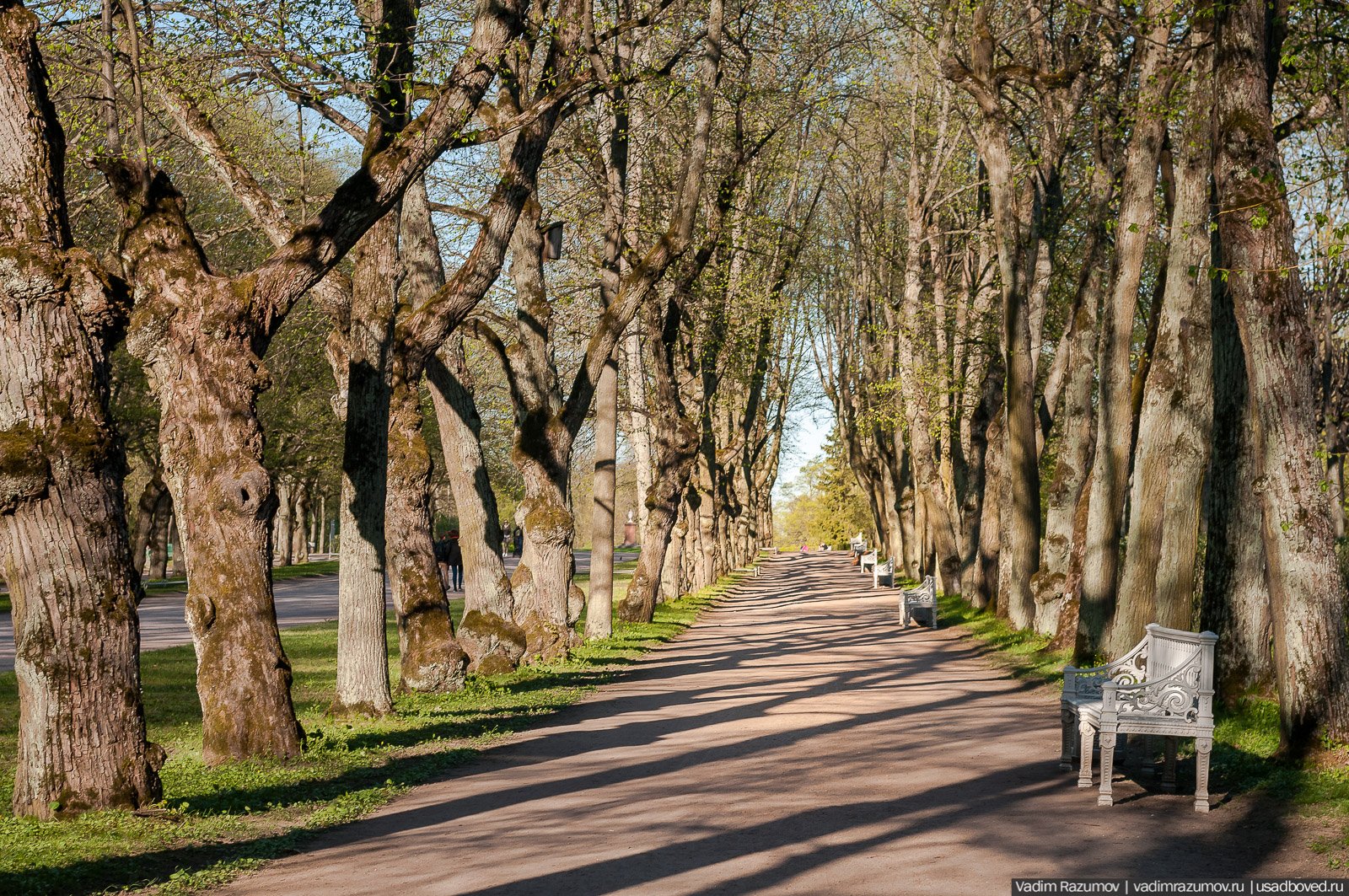 аллеи парки