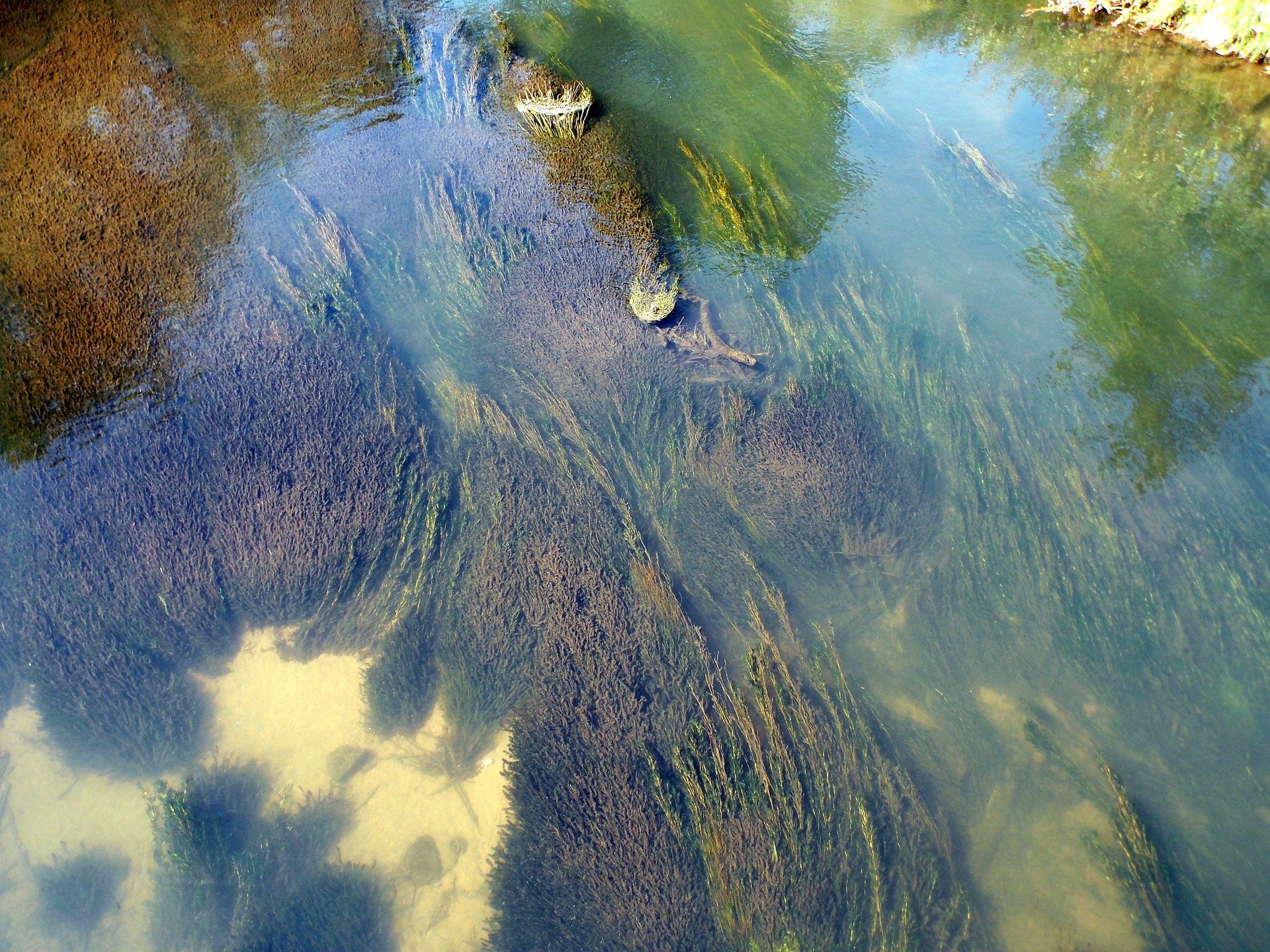 Ил фото в воде