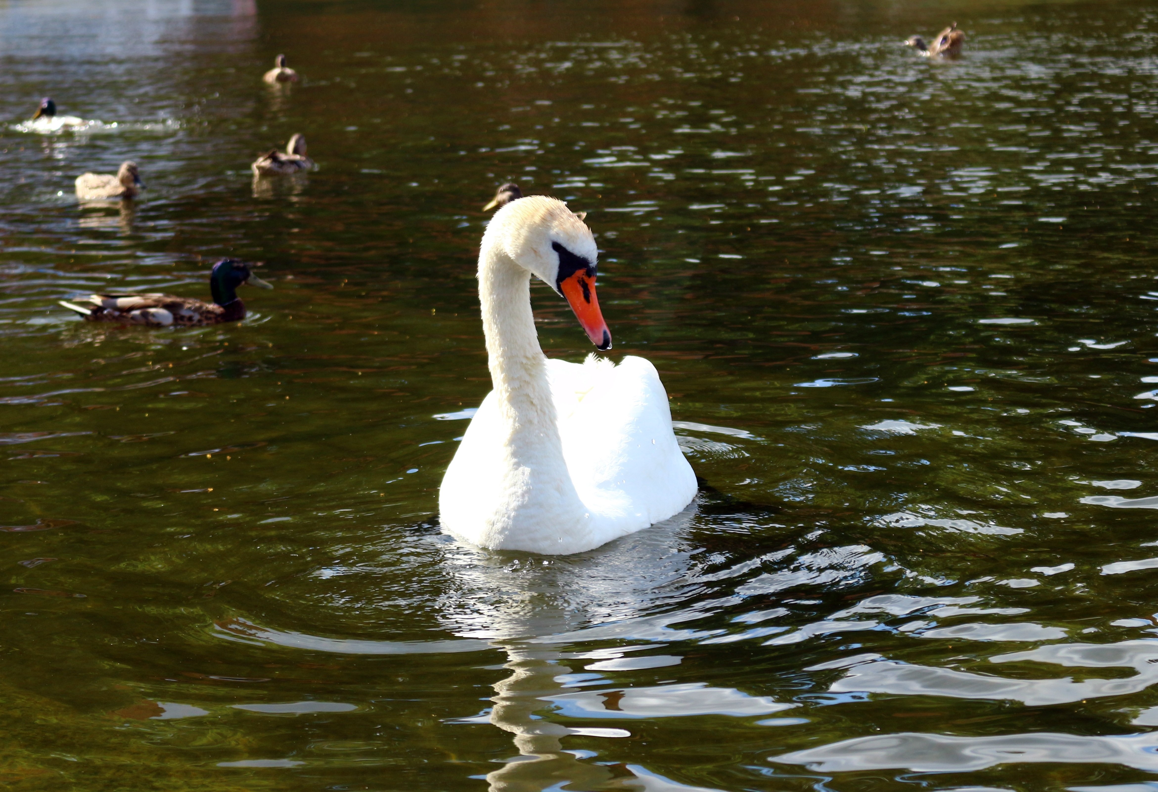 Белые лебеди на озере. Лебеди на озере. Лебеди в пруду. Гуси лебеди. Лебедёнок на пруду.