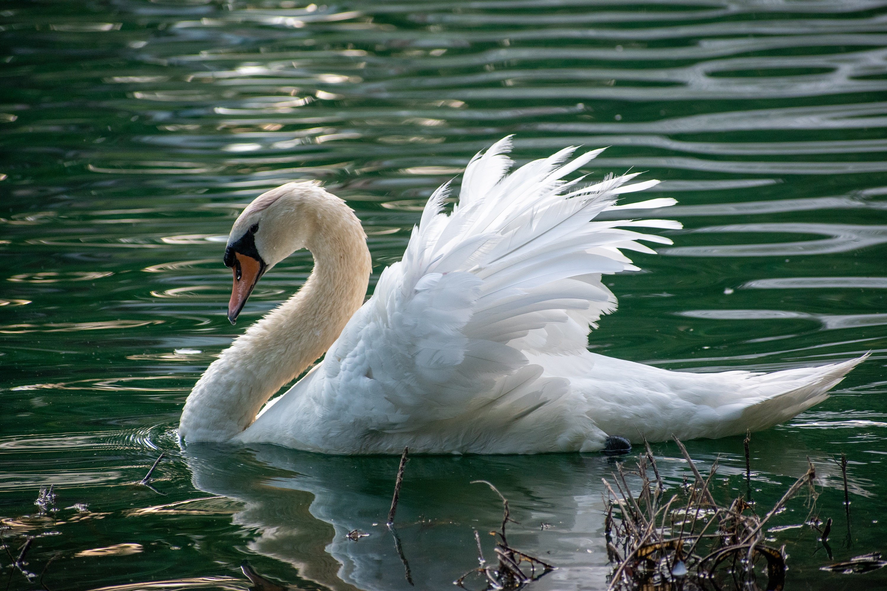 Водоплавающая птица. Белый лебедь на воде.