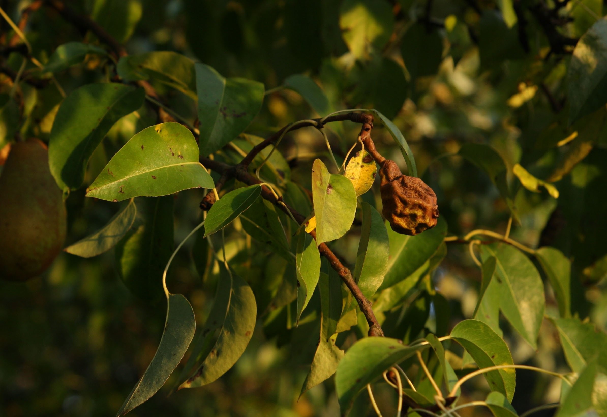 груша дерево фото листьев