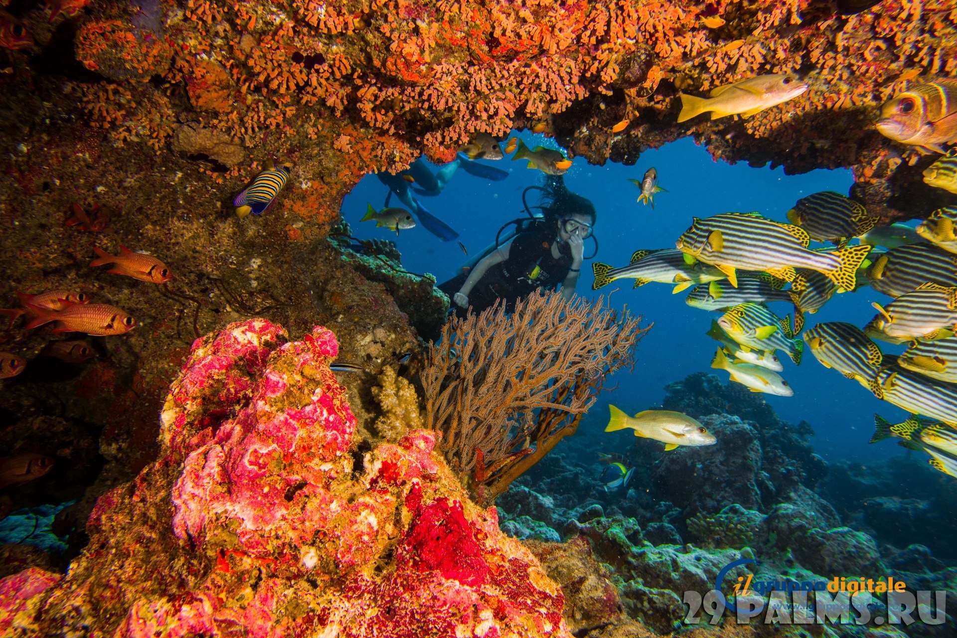 Фото подводный мир океана реальные красоты