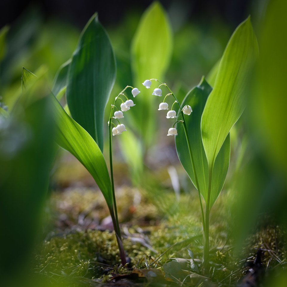 Ландыш Майский grandiflora