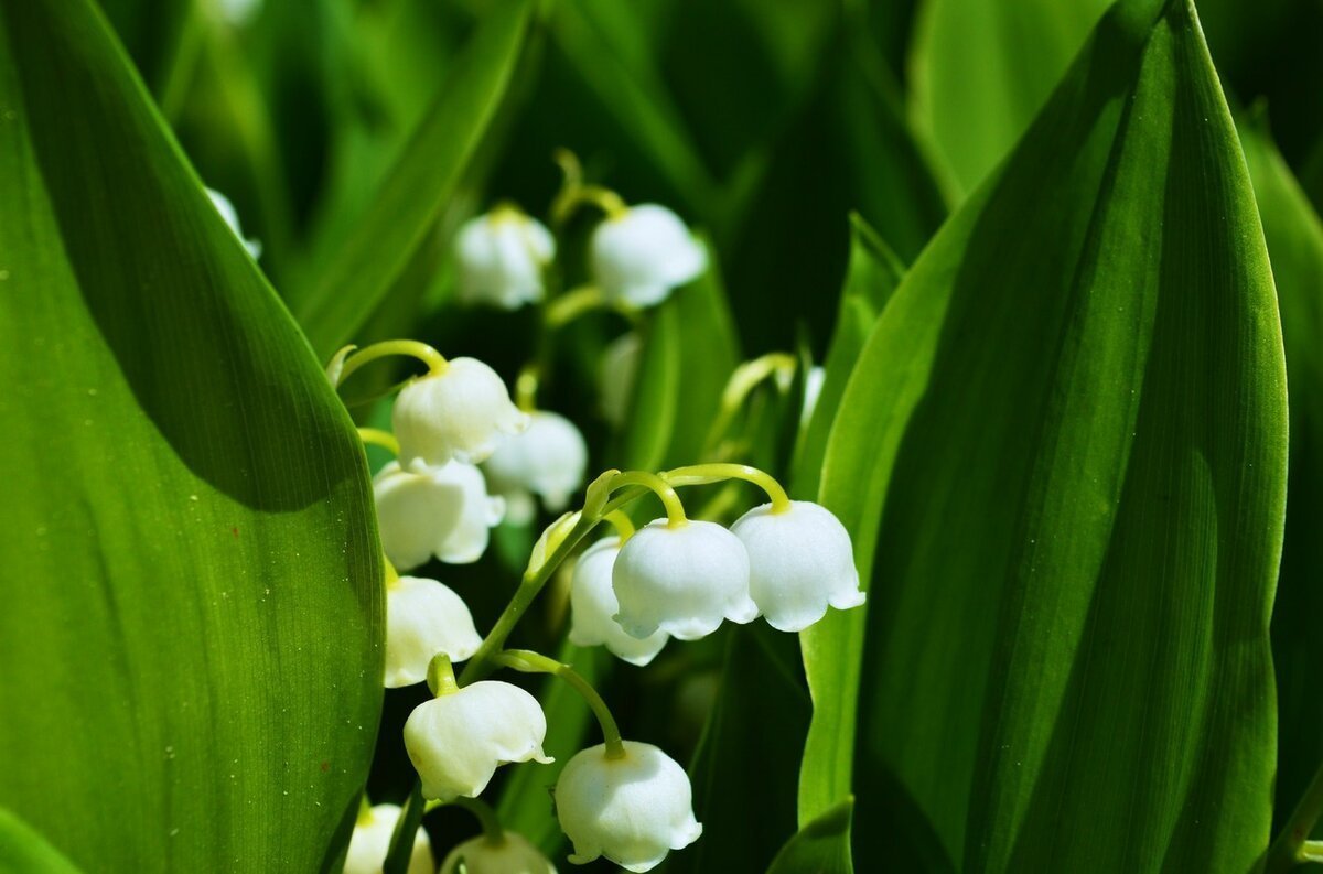 Ландыш Майский grandiflora