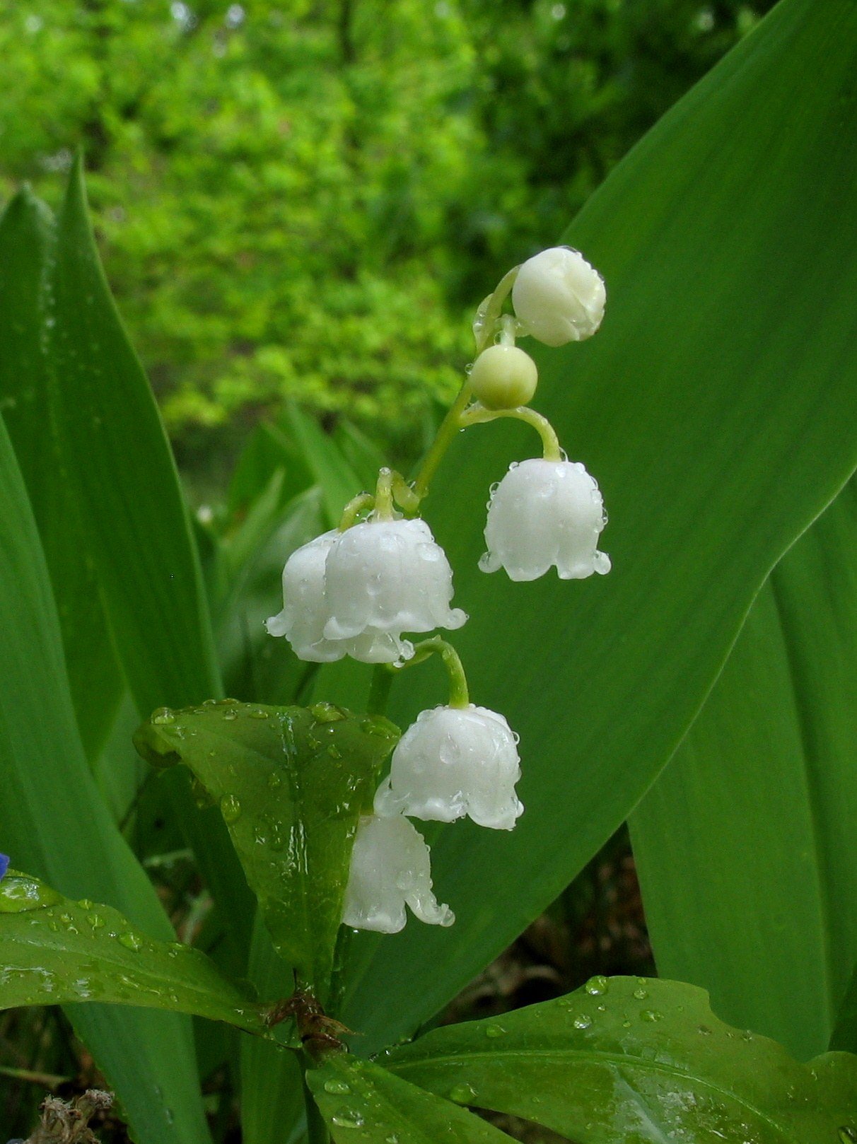 Ландыш Майский grandiflora