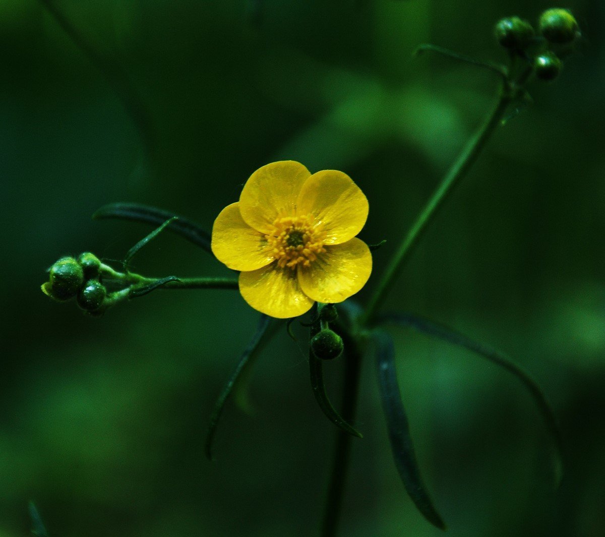 Фото лютика цветка