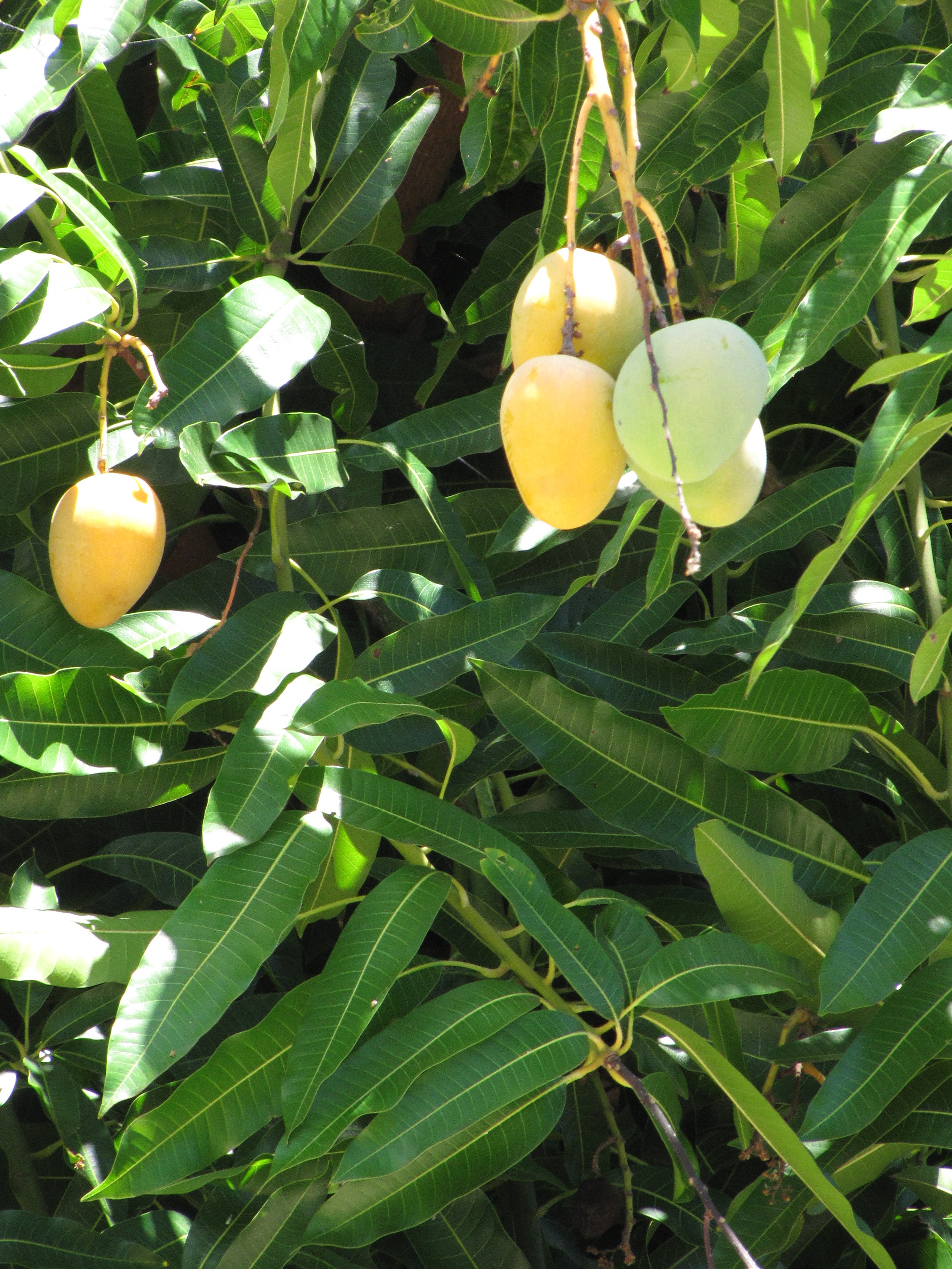 Цветущее дерево манго. Манго дерево цветы. Дерево манго цветет. Манго плодовые деревья. Манго Южной Америки.