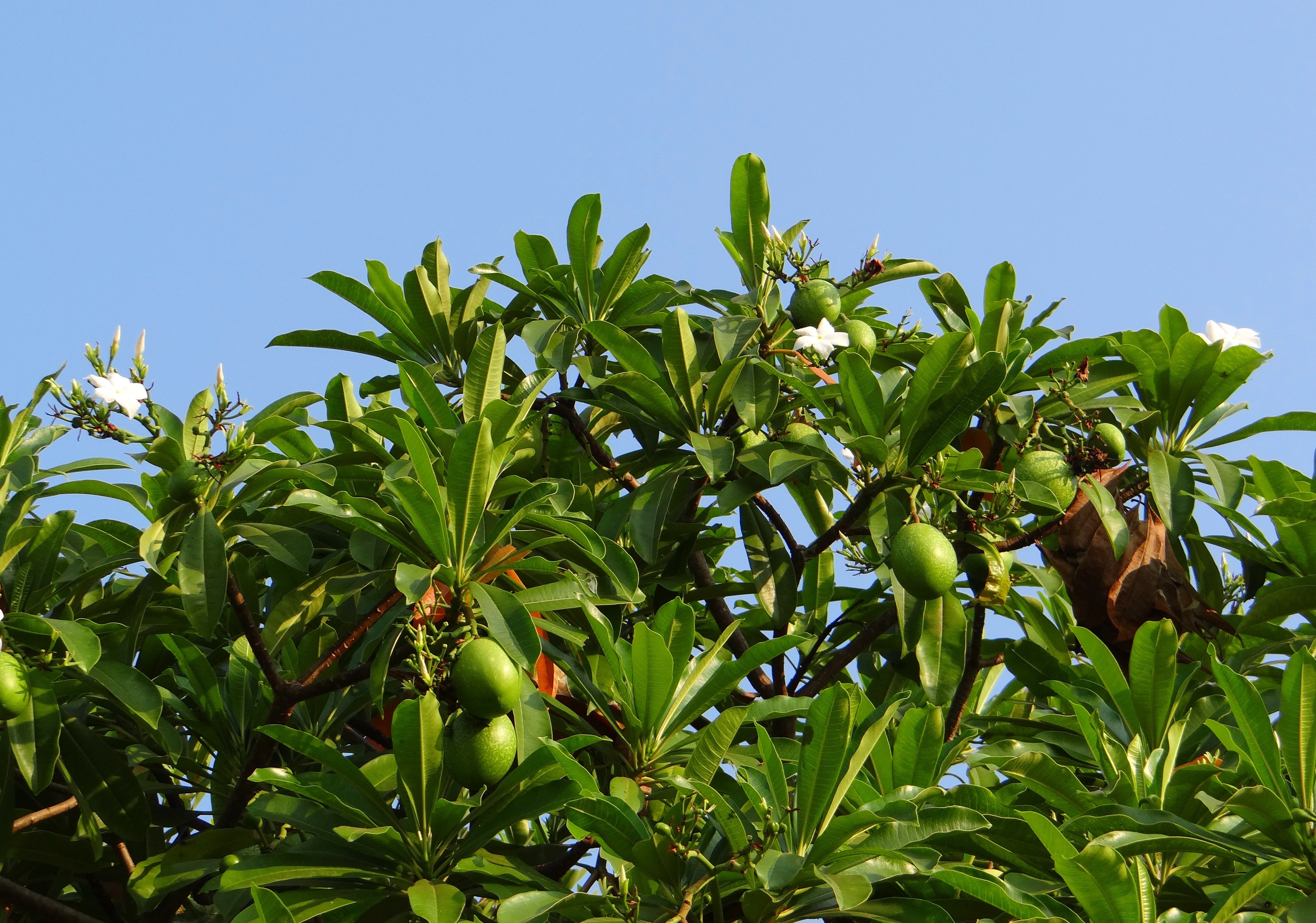 Цветущее дерево манго. Манго растение. Манго фрукт дерево. Дерево манго манговое дерево. Манговое дерево в Индии.