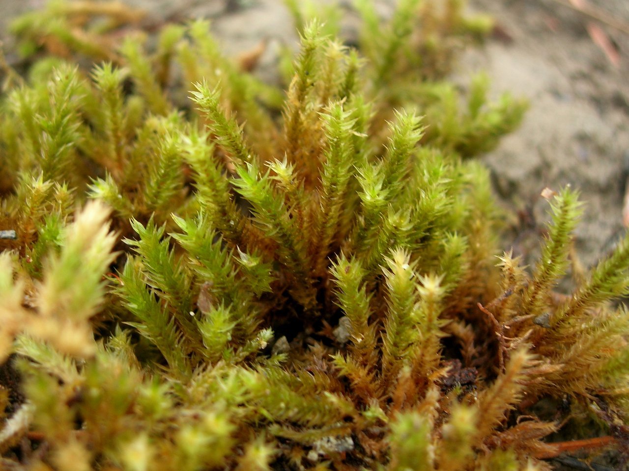 Листостебельные водоросли. Политрихум Кукушкин лен. Polytrichum commune (Кукушкин лён обыкновенный). Мох политрихум обыкновенный. Листостебельные мхи политрихум.