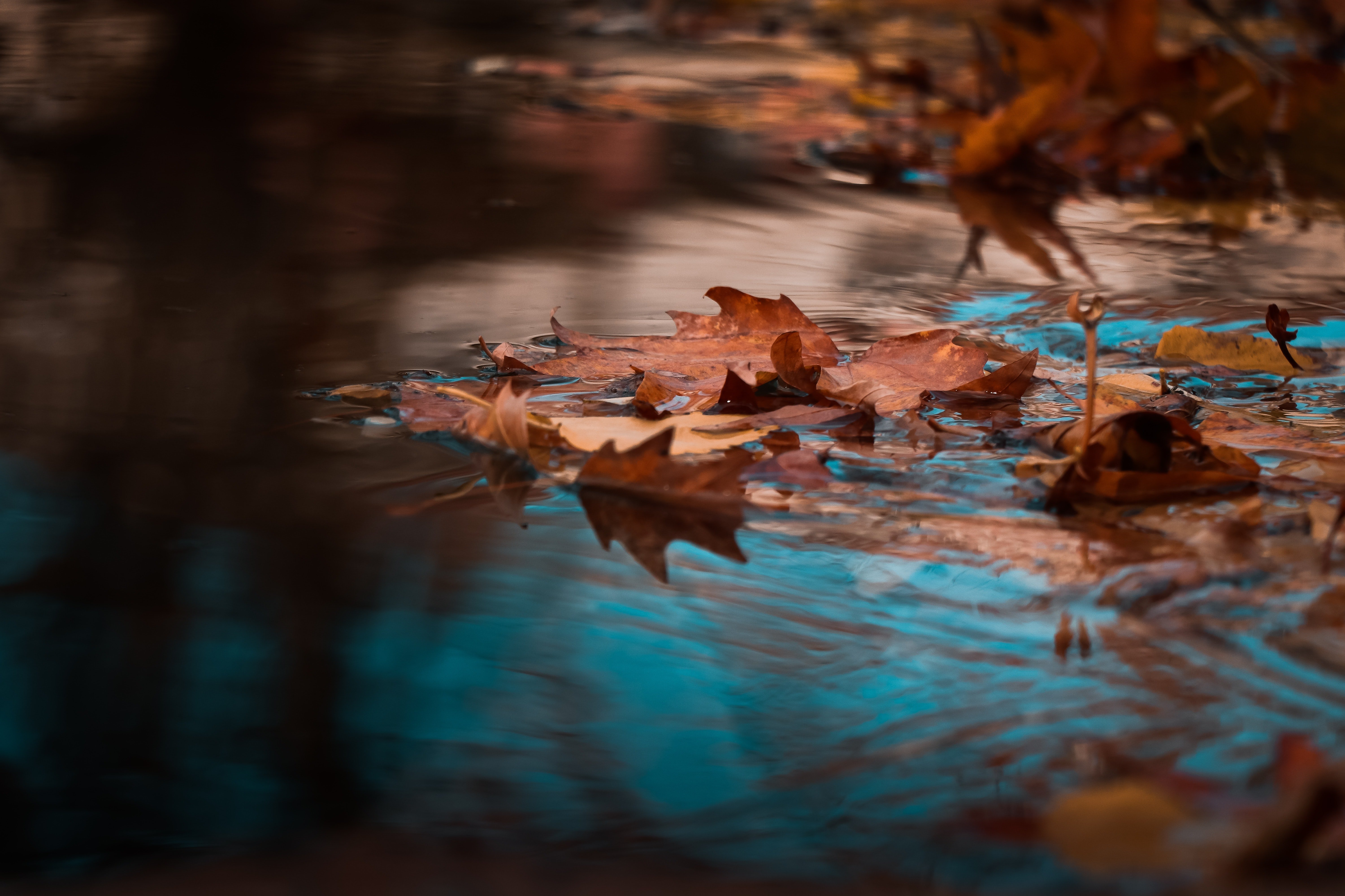 Попав в листья вода с поверхности. Природа. Осенние листья на воде. Листва на воде. Осень вода картинки.