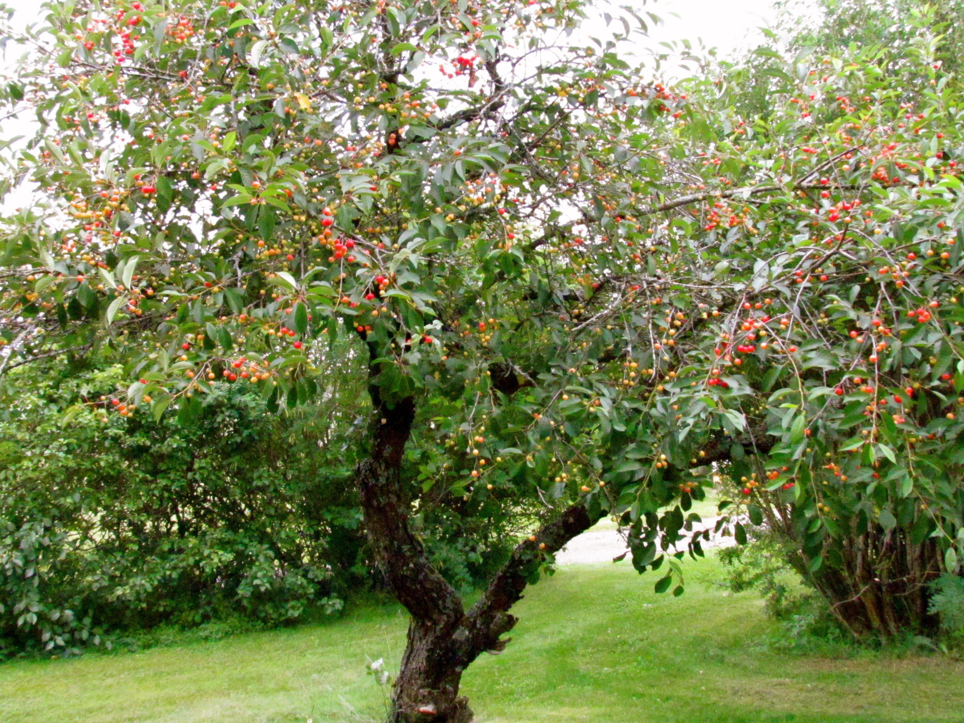 Как выглядит вишня дерево фото