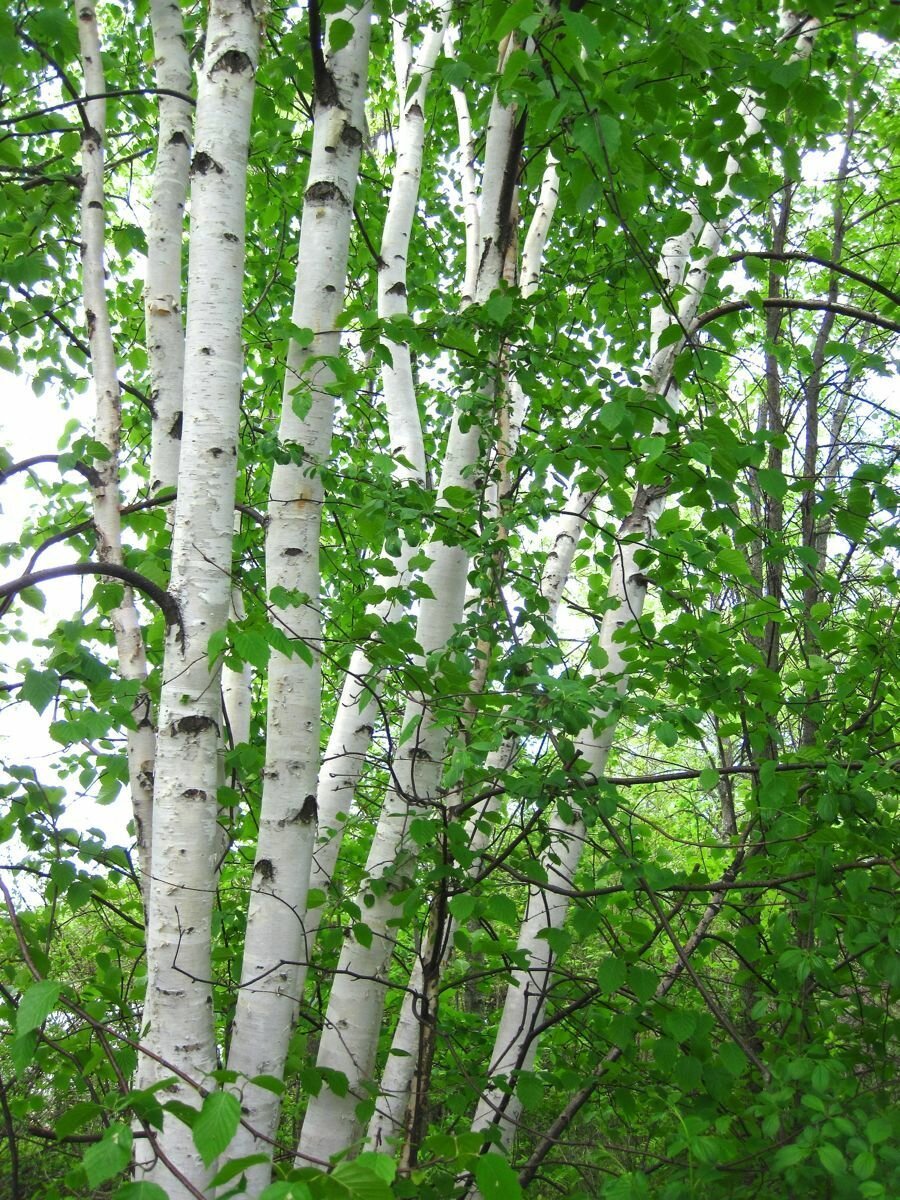 Береза какой вид дерева. Береза бумажная Betula papyrifera. Берёза повислая. Березовая роща береза повислая. Берёза ольховидная.