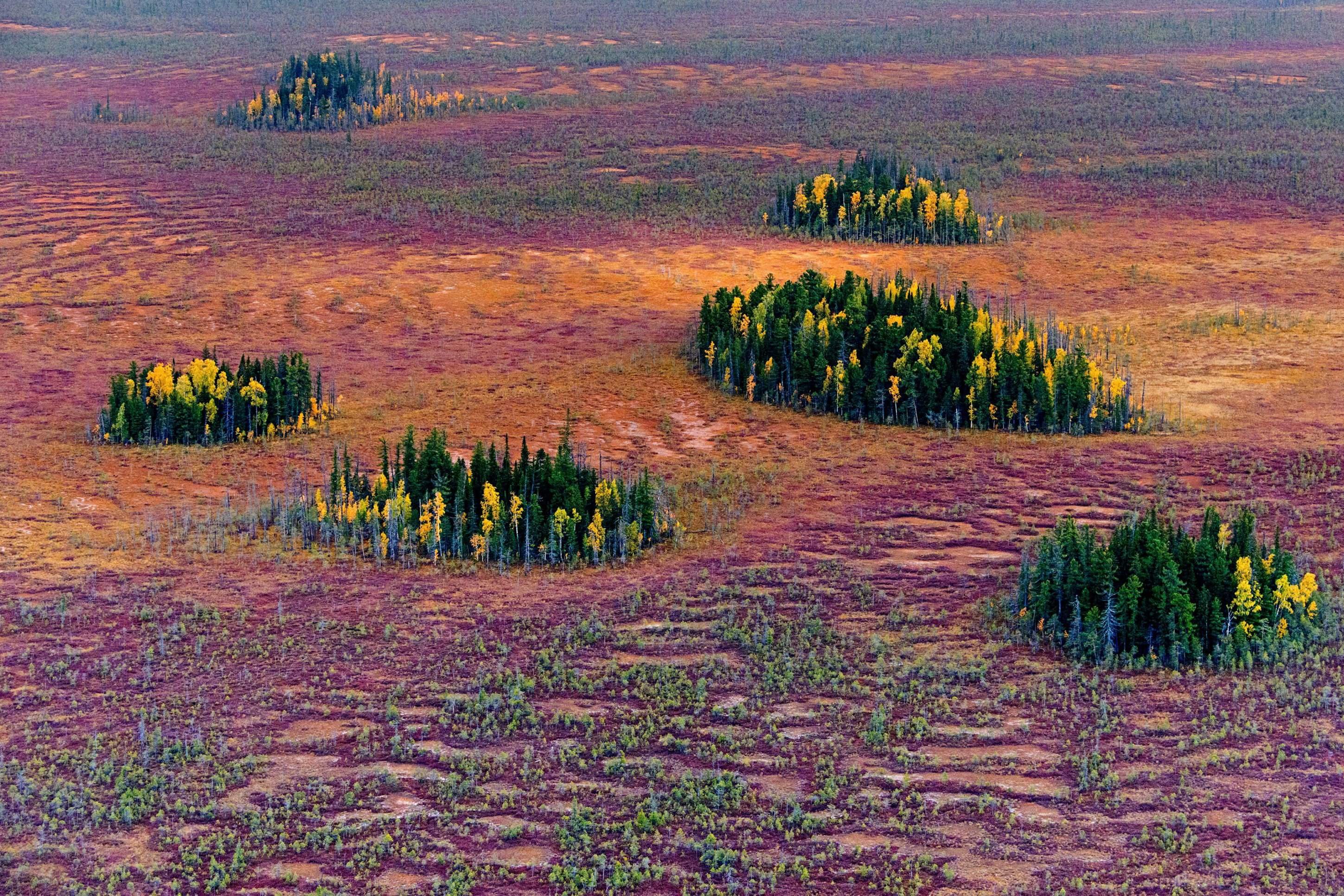 Растительный покров тайги отличается малым видовым разнообразием. Южная кустарниковая тундра. Тундра Западно-сибирской равнины. Тазовская тундра. Растительность тайги Западной Сибири.