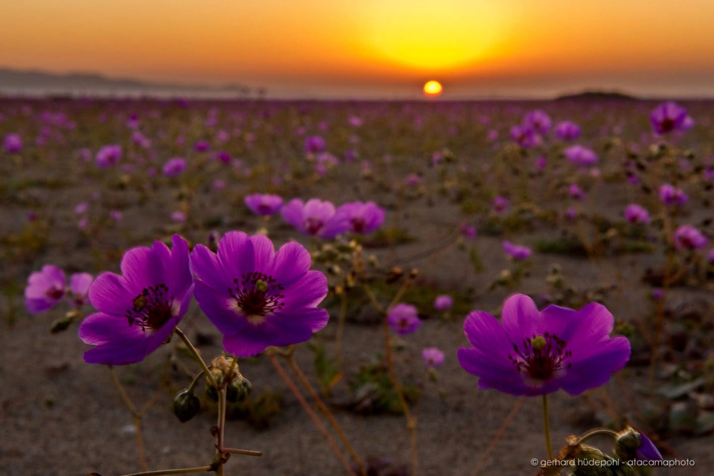 Desert bloom. Цветущая пустыня Атакама. Цветы пустыни Атакама. Атакама зацвела. Пустыня Атакама зацвела.