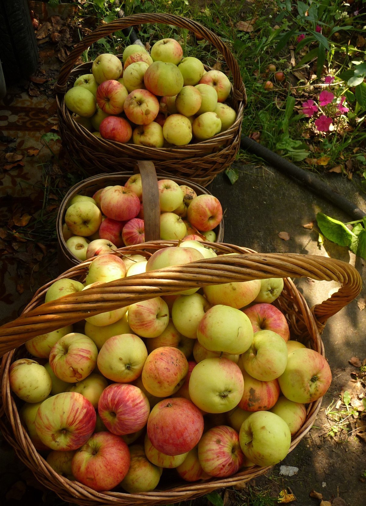 Яблоки яблочный спас. Яблоня Яблоневый спас. Яблоко фото. Яблоки летние. Яблоки в деревне.