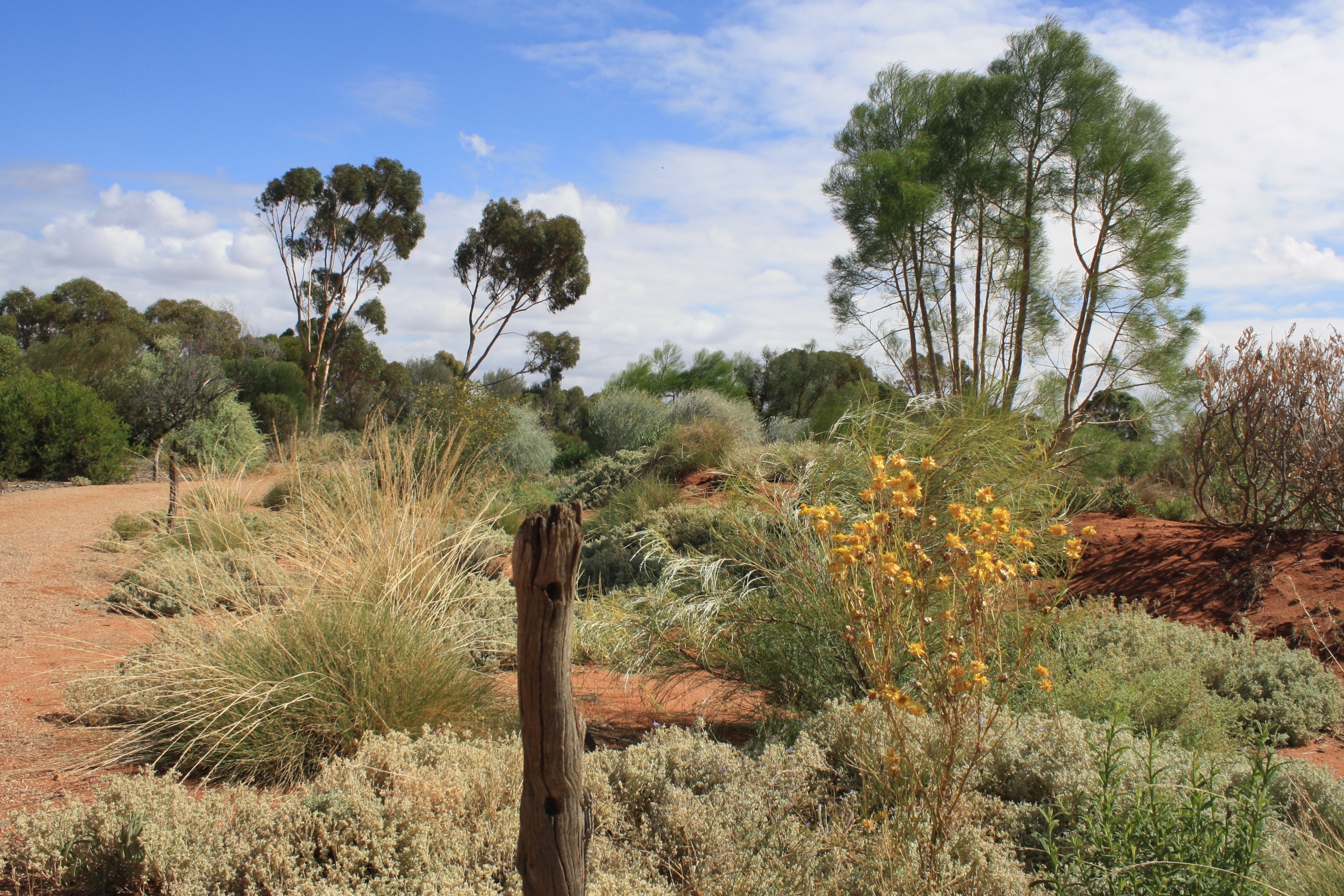 Растения саванн и редколесий южной америки. Растительный мир саванны и редколесья в Австралии. Эвкалиптовое Редколесье Австралия.
