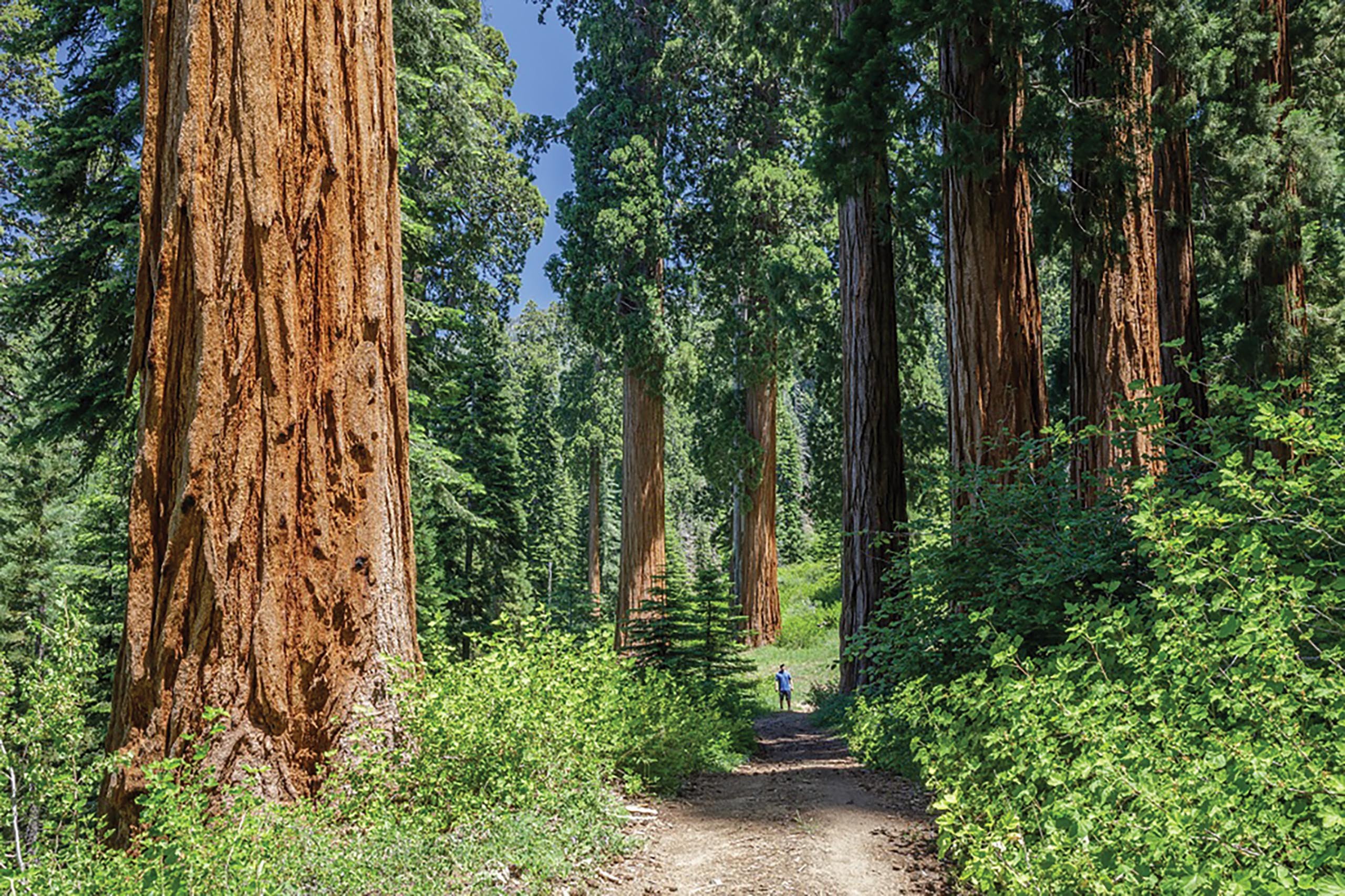 Секвойя природная зона северной америки. Секвойя вечнозеленая Калифорния. Парк Секвойя Калифорния. Секвойя дерево. Секвойя Редвуд.
