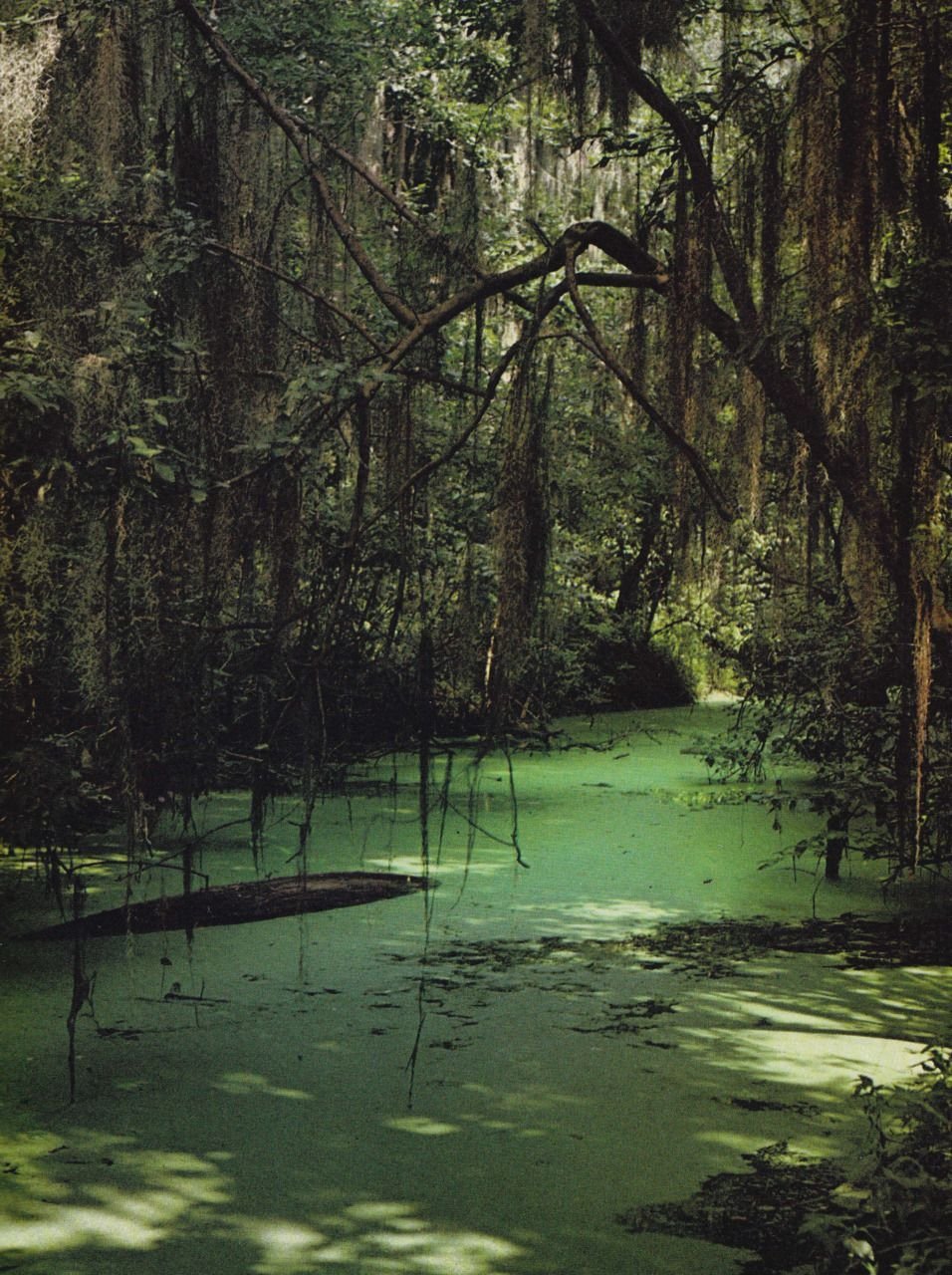 Болото в лесу видео. Болото Манчак. Гиблые топи Манчак. Манчак в Луизиане. Болота Манчак болота призраков.