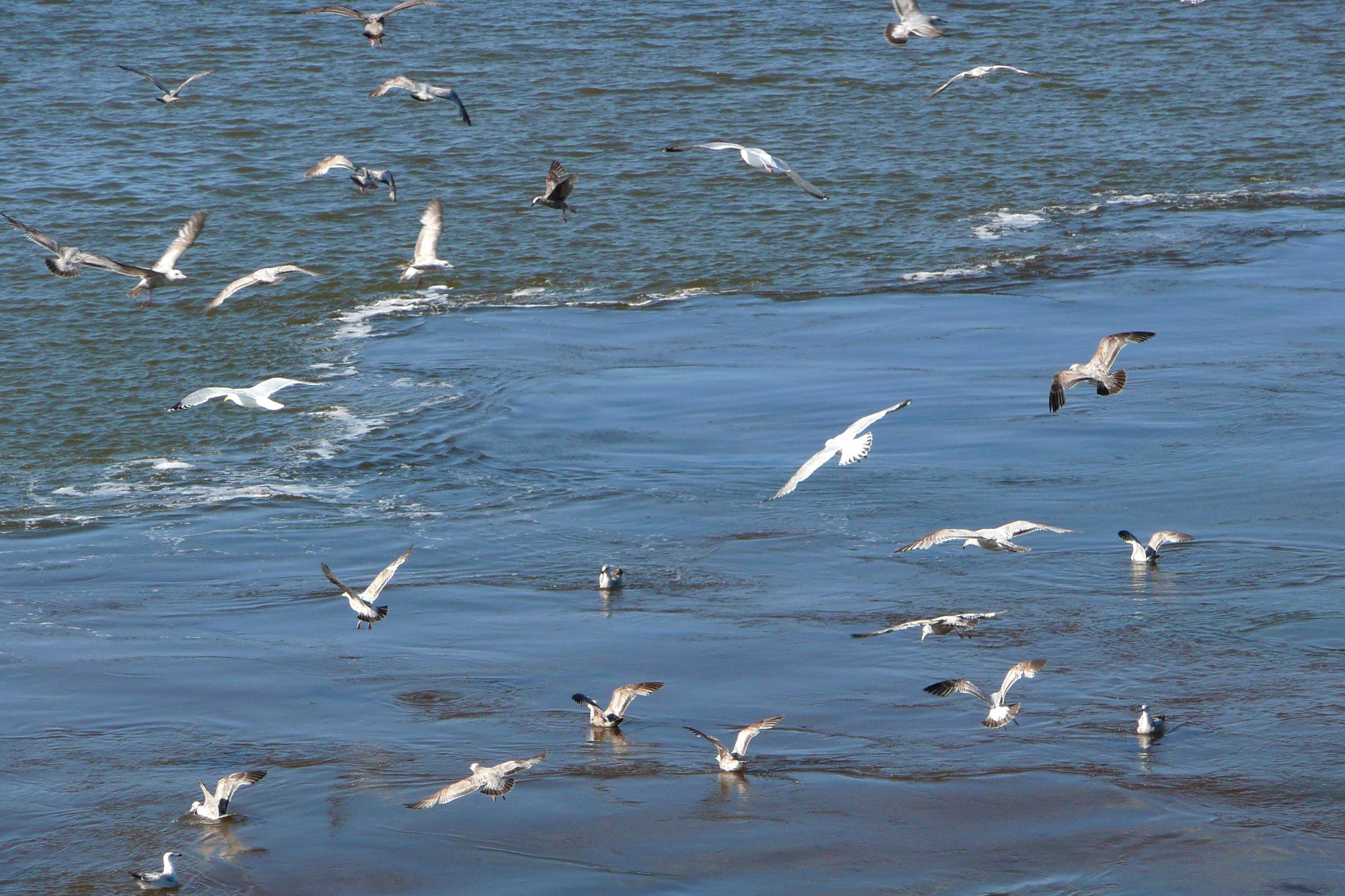 Звук морских птиц. Чайки. Стая чаек. Чайки над водой. Береговые птицы.