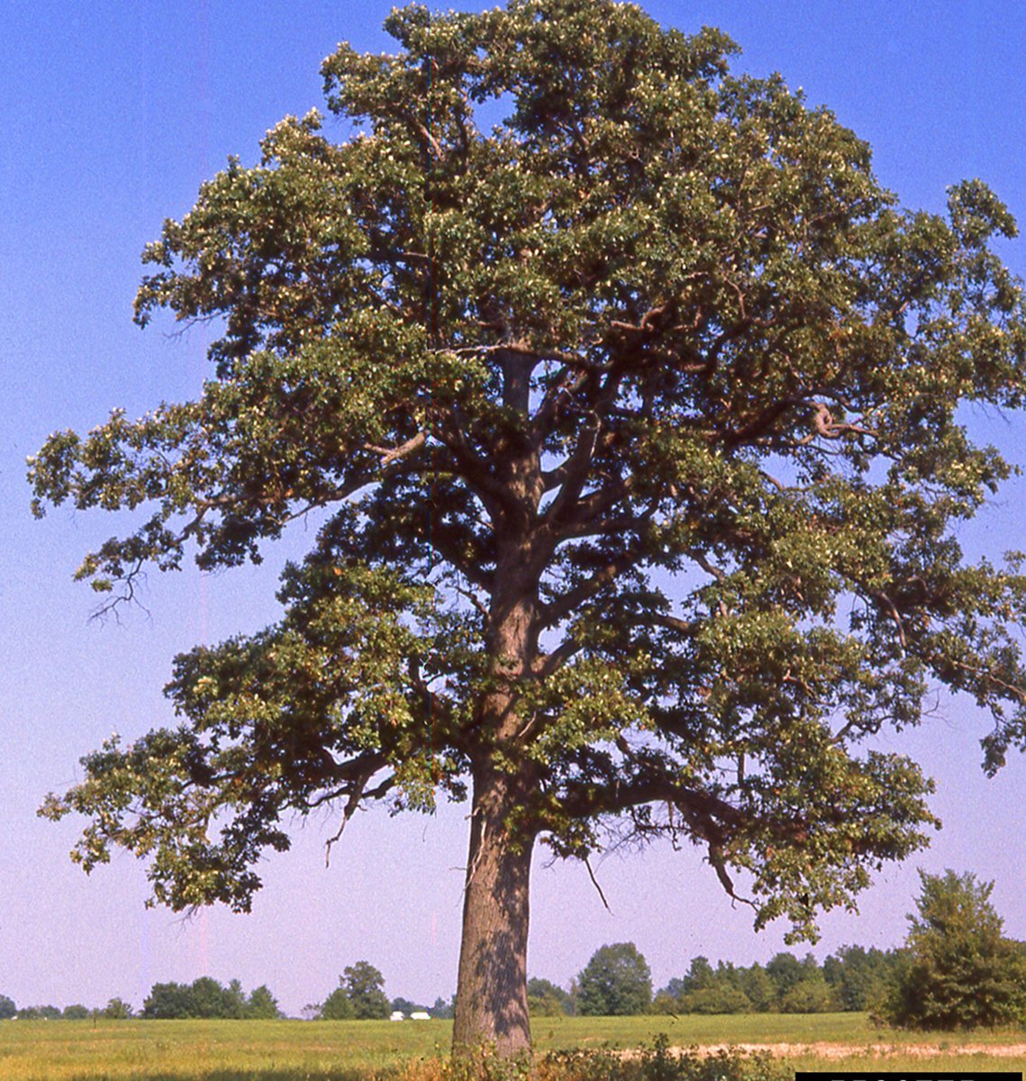 Дерево 2 метра. Дуб двуцветный ( Quercus bicolor ). Исполинский ясень. Тис ясень. Дуб каштан кедр.