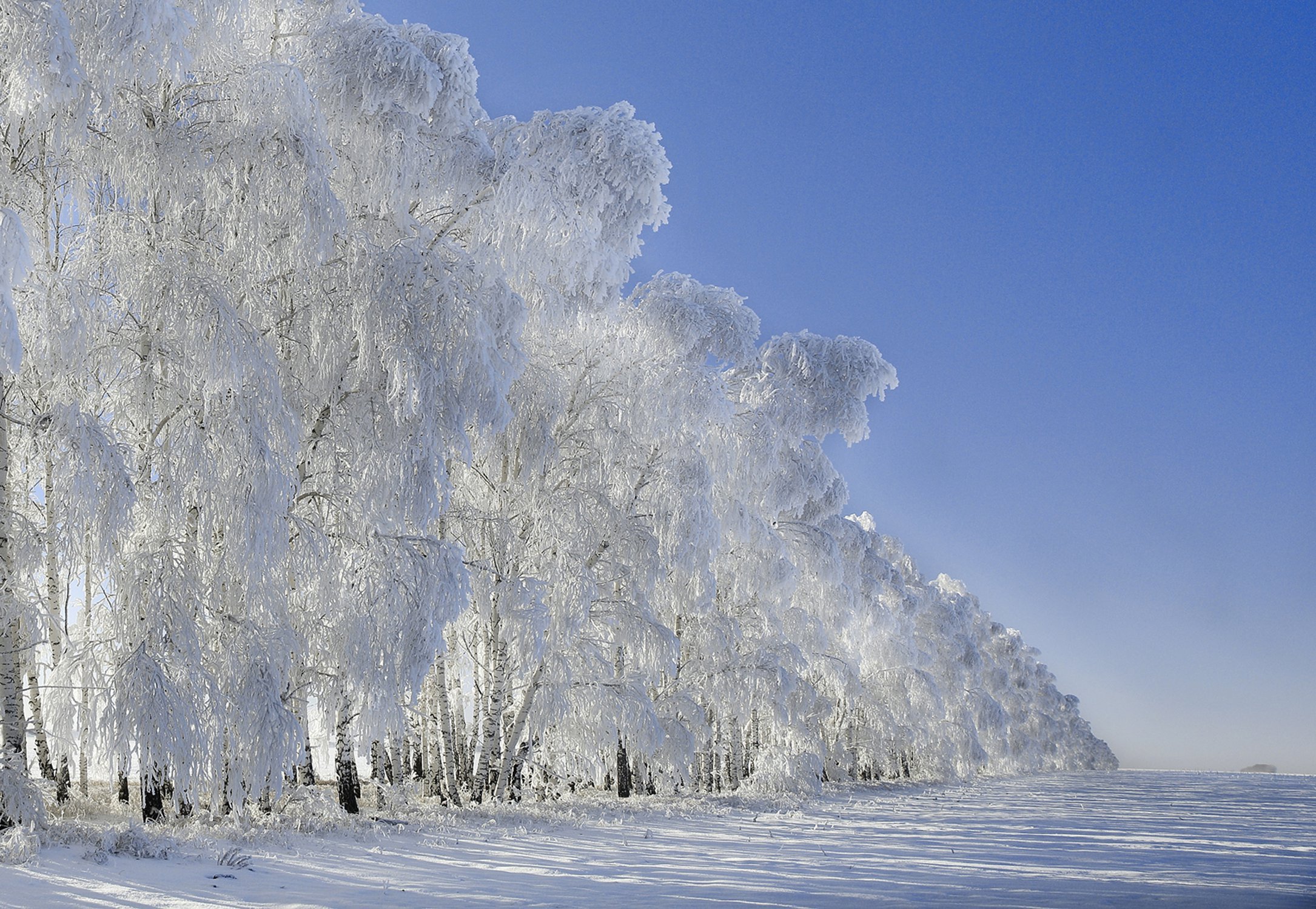 Белое чудо природы. Береза в снегу. Береза зимой. Иней на деревьях. Береза зима.