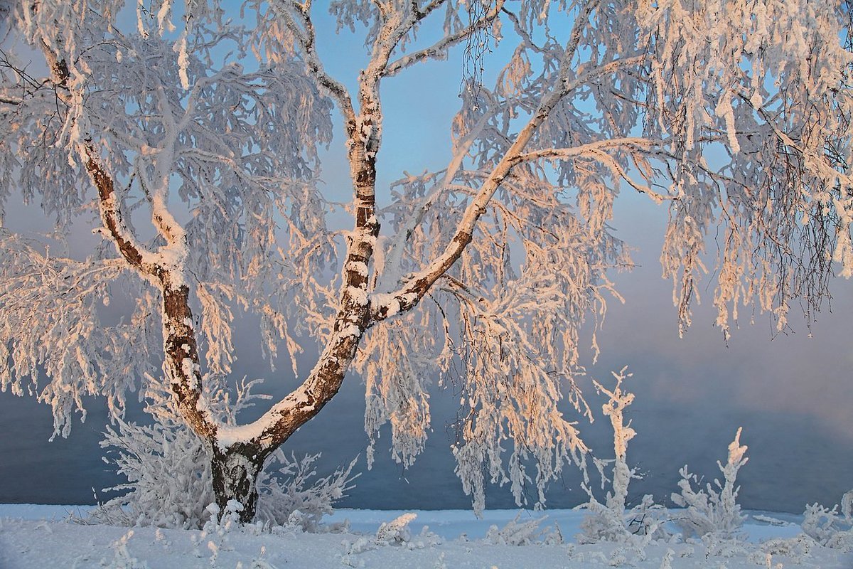 Зимняя березка. Плакучая береза зима. Береза плакучая зимой. Иней на деревьях. Зимнее дерево.