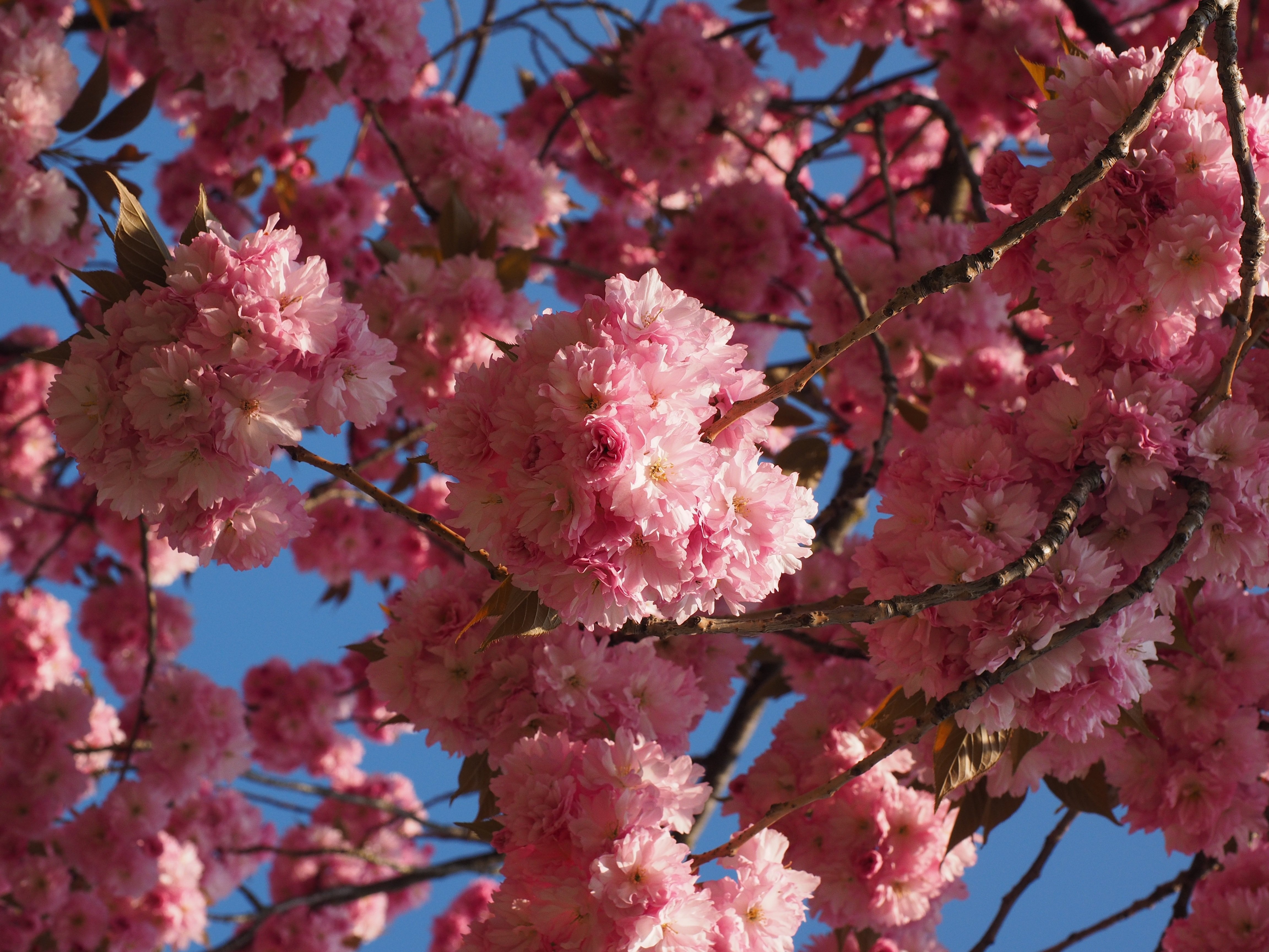 Что цветет розовым цветом деревья. Сакура Канзан. Вишня Канзан Сакура. Листья Сакуры. Сакура вишня декоративная.