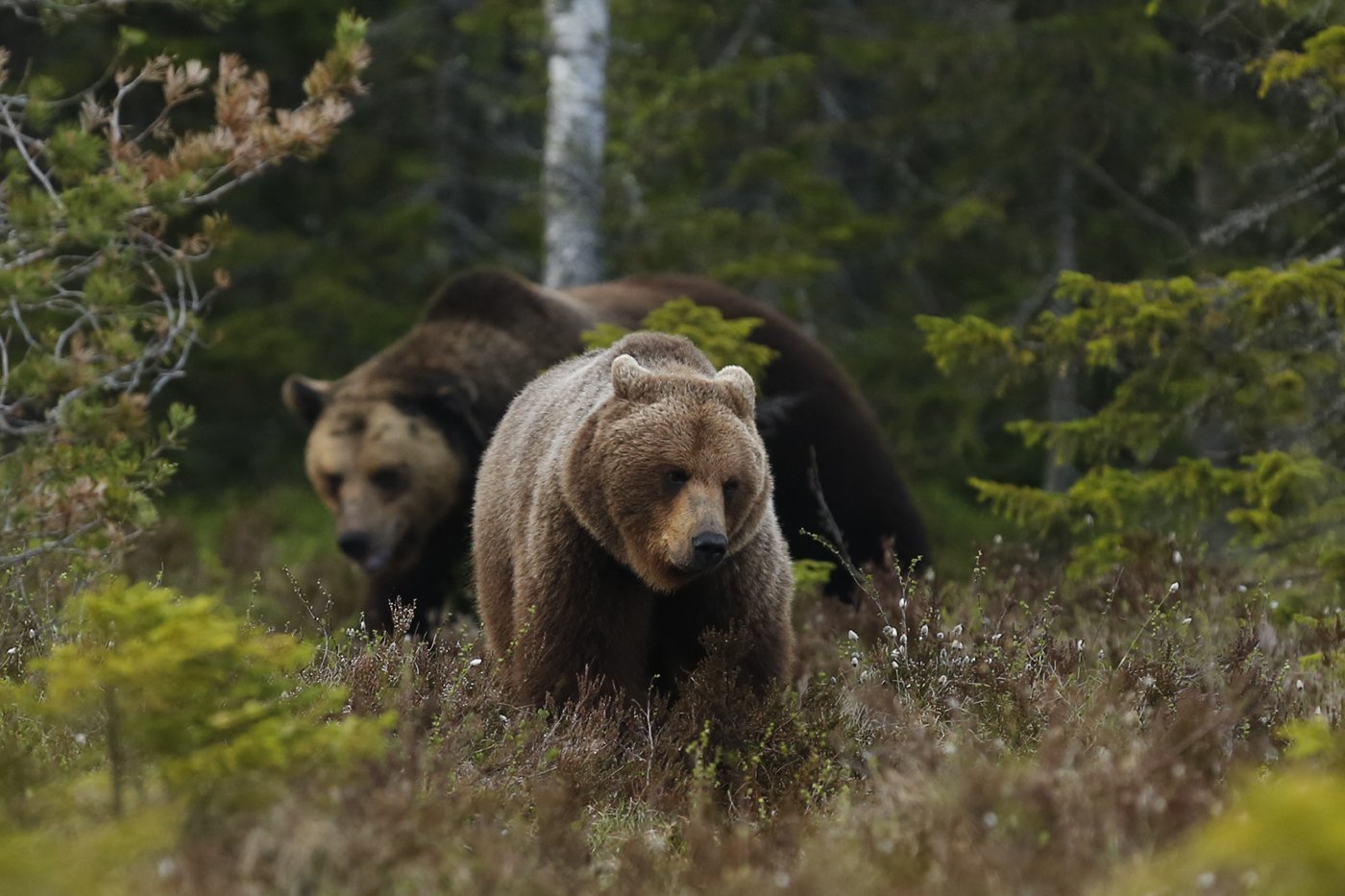Животное тайги бурый медведь. Бурый медведь в тайге. Бурый медведь хозяин тайги. Сибирский бурый медведь. Бурый медведь в тайге России.