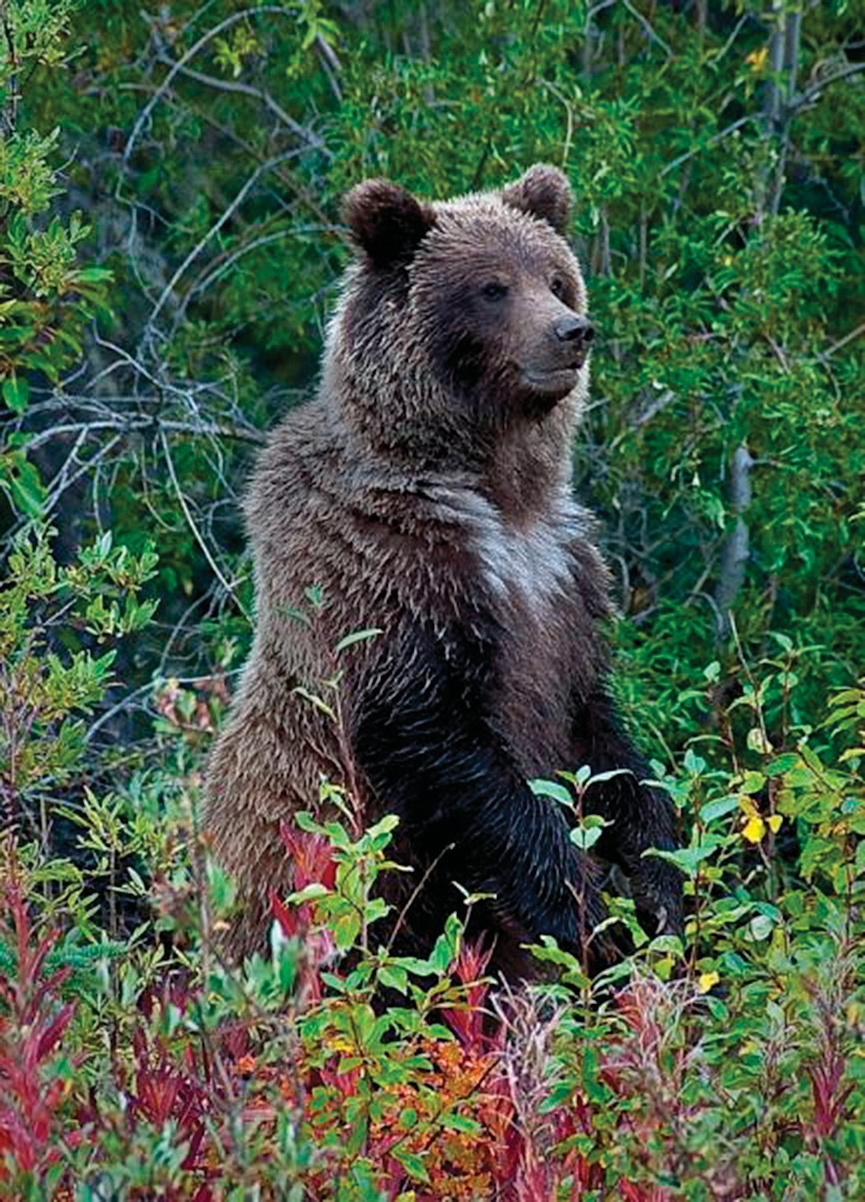 Животное тайги бурый медведь. Бурый медведь в тайге. Дальневосточный бурый медведь. Таежный бурый медведь. Бурый медведь хозяин тайги.