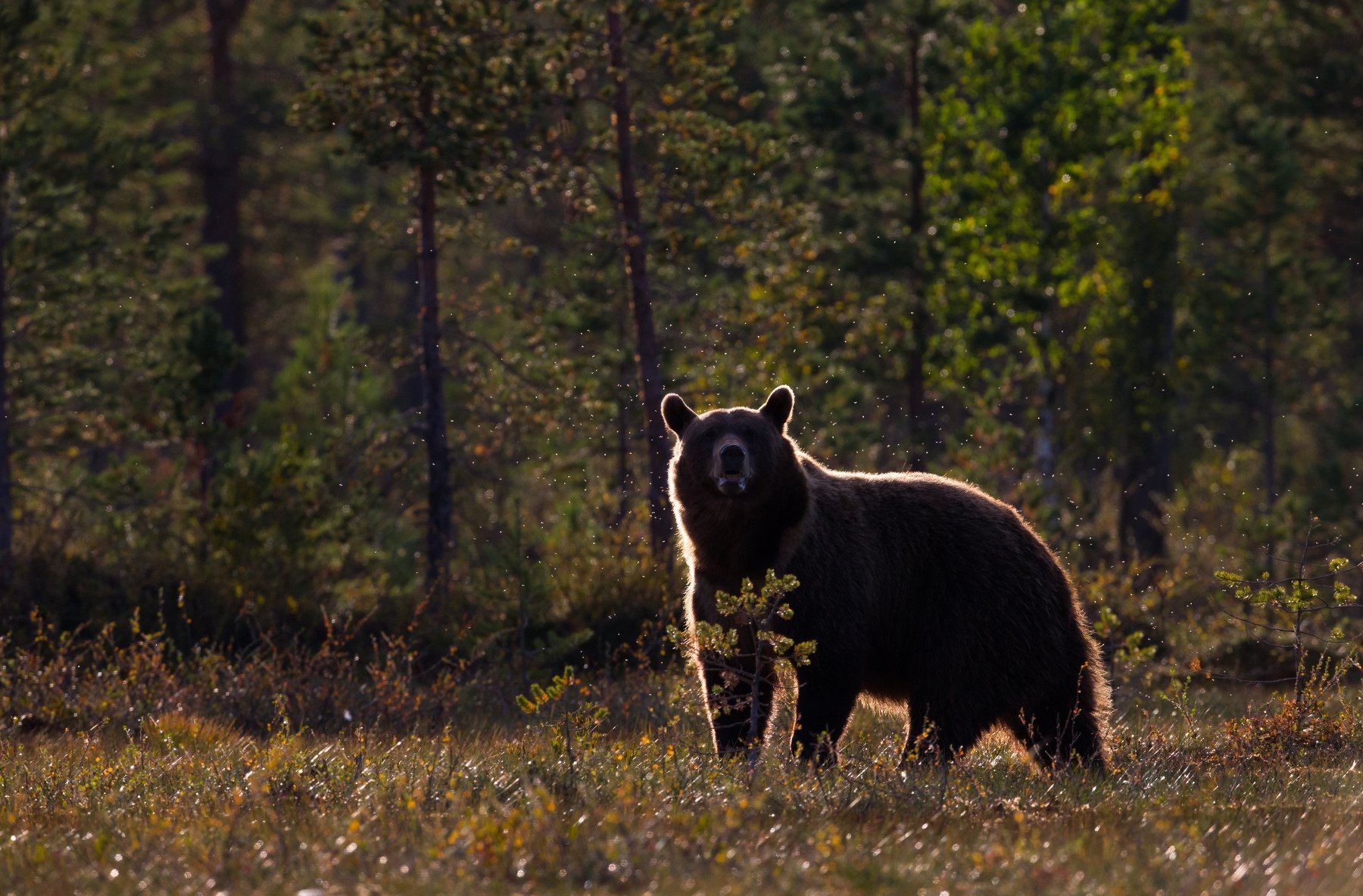 Born forest. Сибирский бурый медведь. Хозяин тайги Ленск. Медведь в лесу. Медведь в тайге.