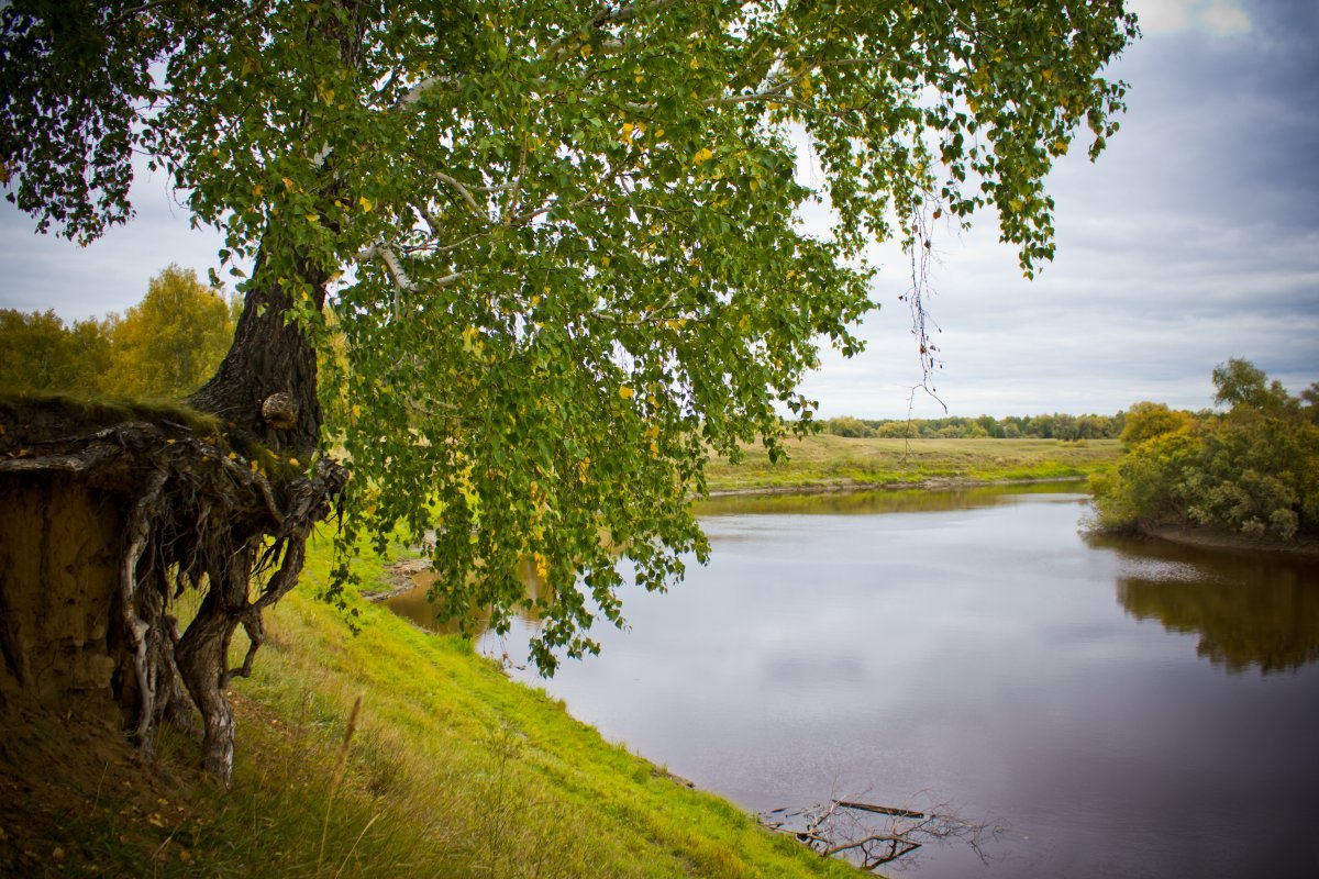 Ы березы на берегу реки