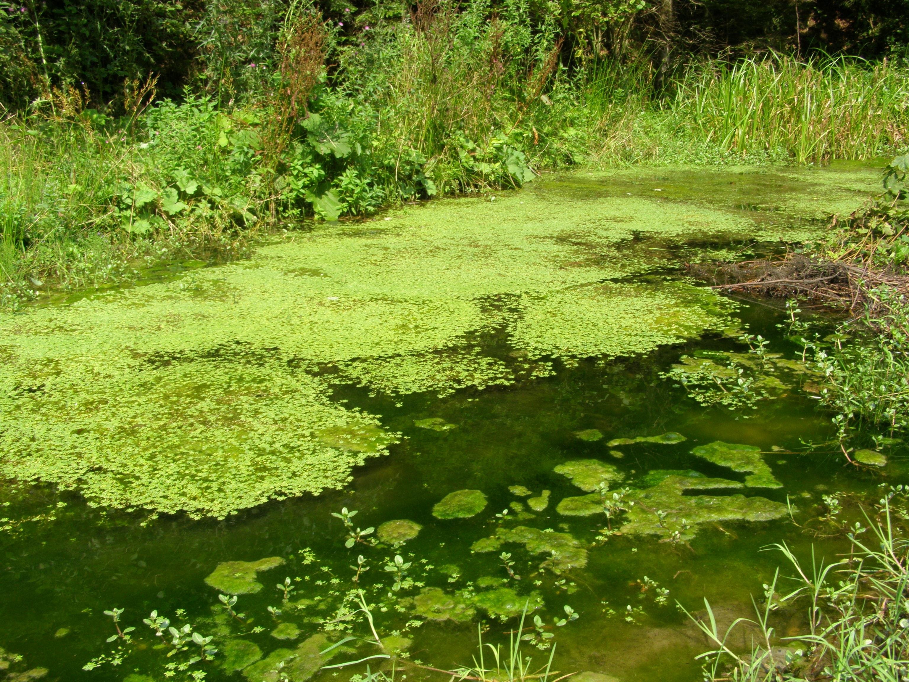 Зеленая вода в озере. Болото с ряской.