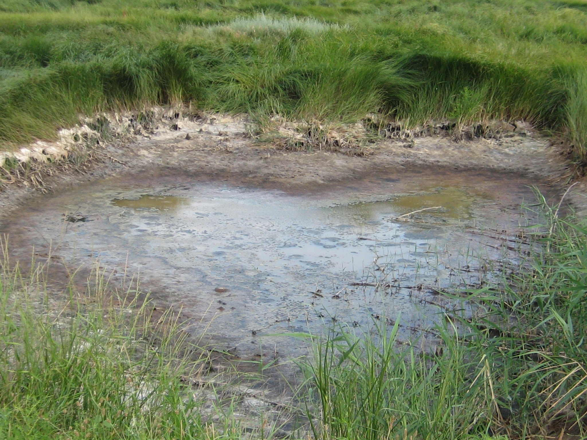 Озерцо корень. Ряска на озере. Маленькое болотце. Ил в болоте.