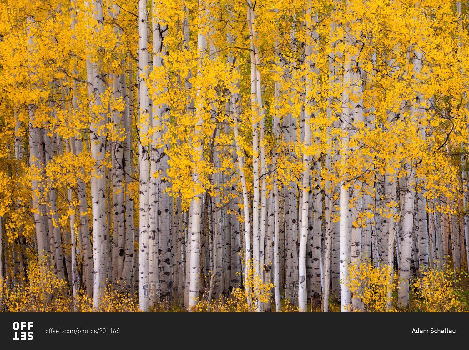 Желтые березки. Осенняя береза. Золотая осень березы. Береза осень. Осенний березовый лес.