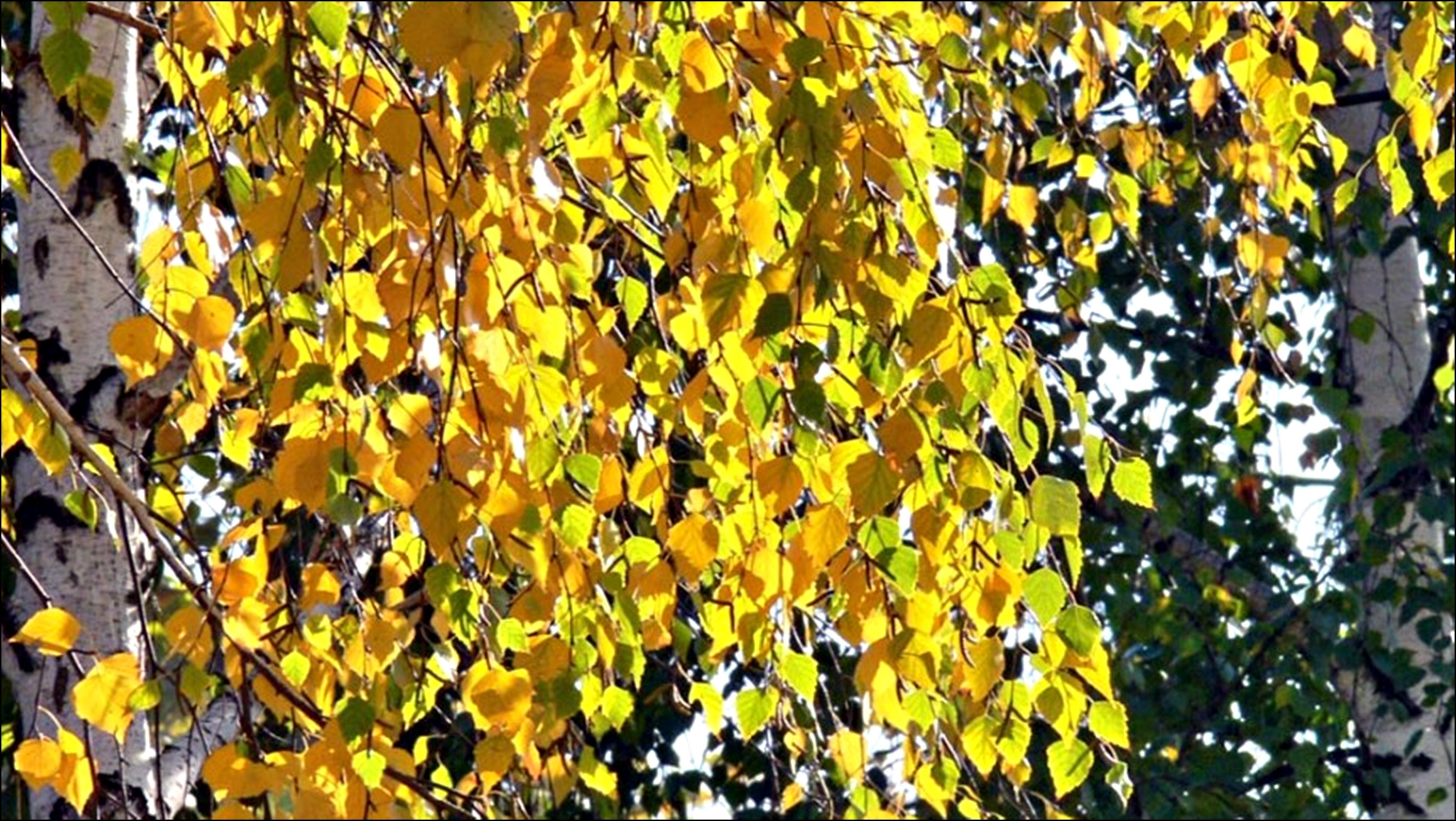 Пожелтели березки. Береза желтая (Betula costata). Береза повислая осень. Березка с желтыми листьями. Листва березы осенью.