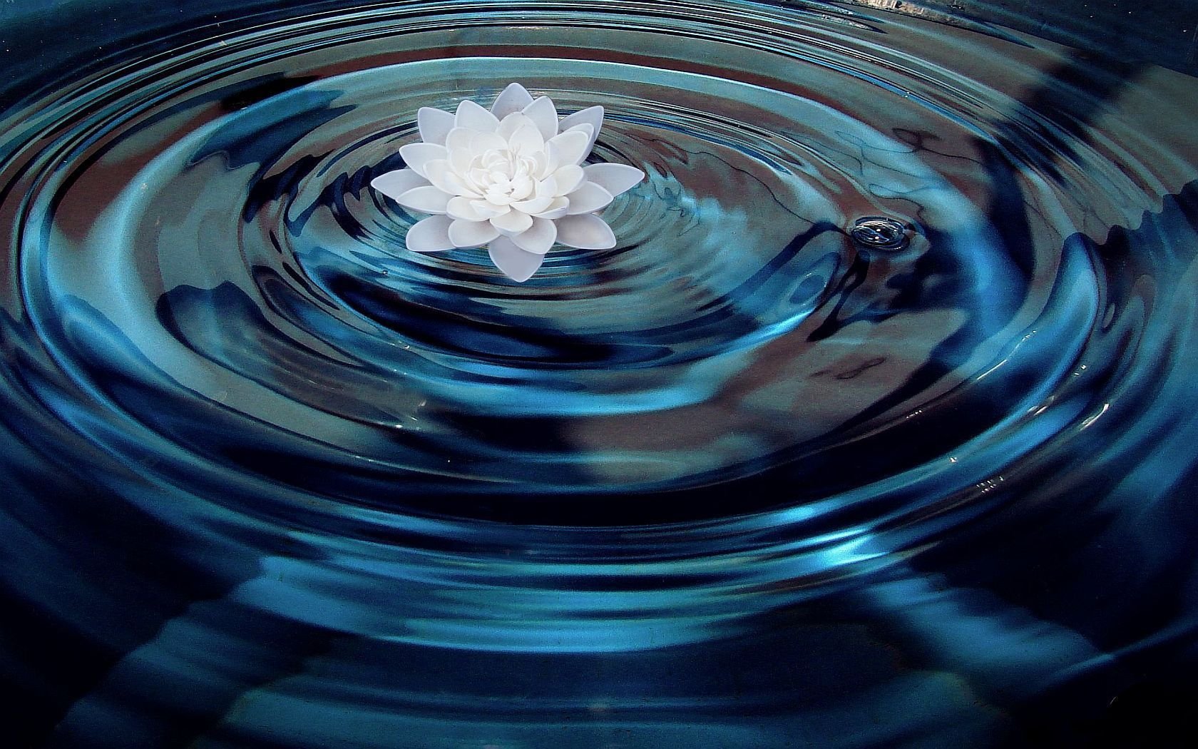 Вода Лотос Цветок