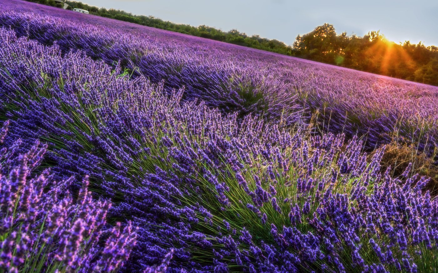 Лаванда вертикальное фото