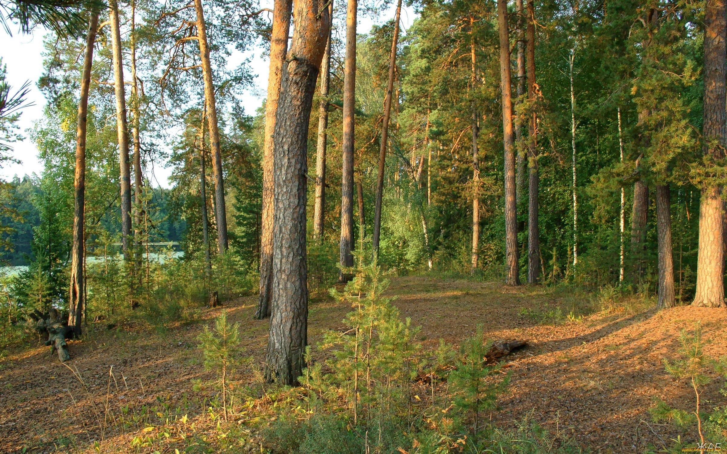 Фото лесного бора