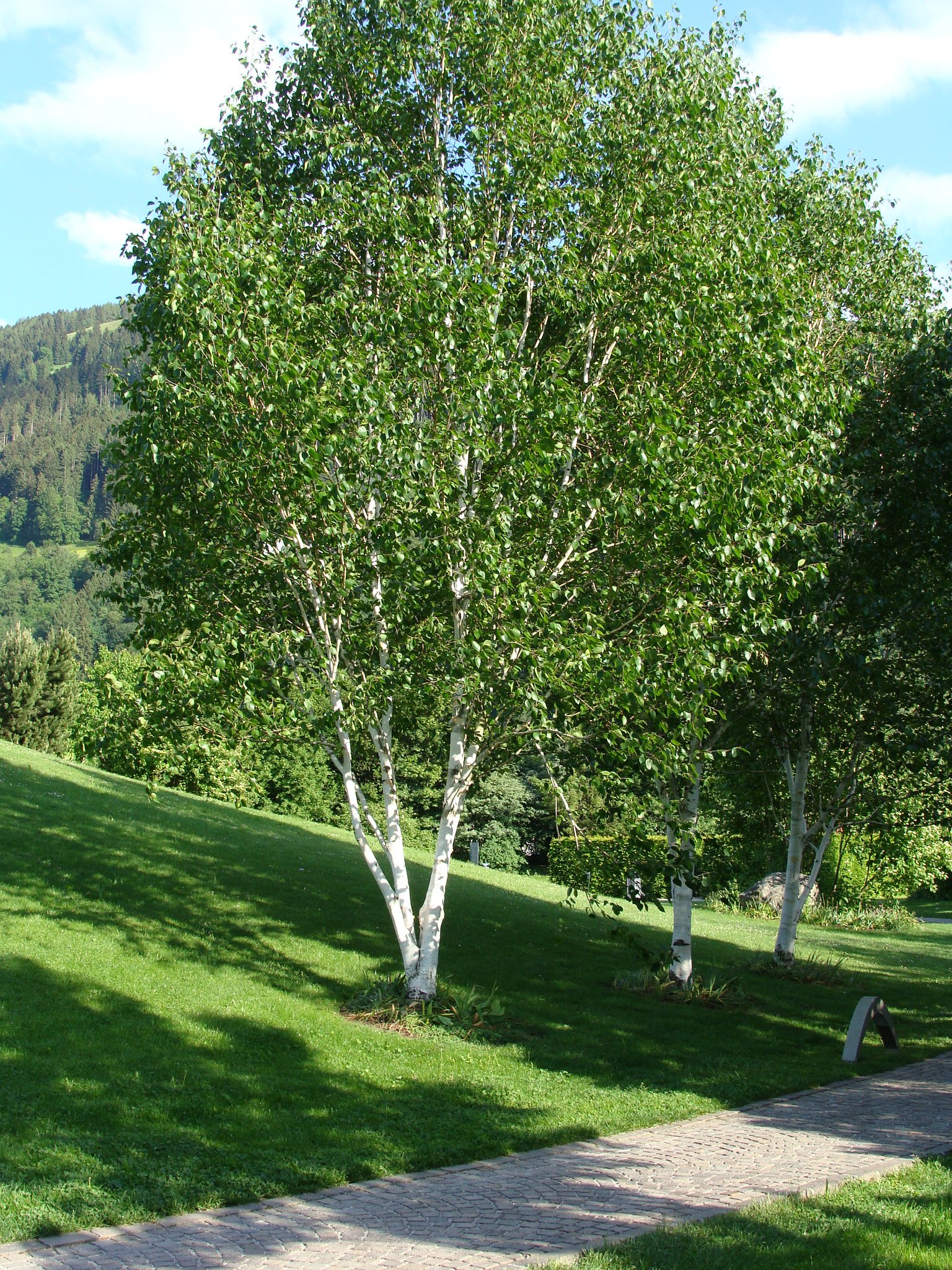 Береза кустарниковая фото